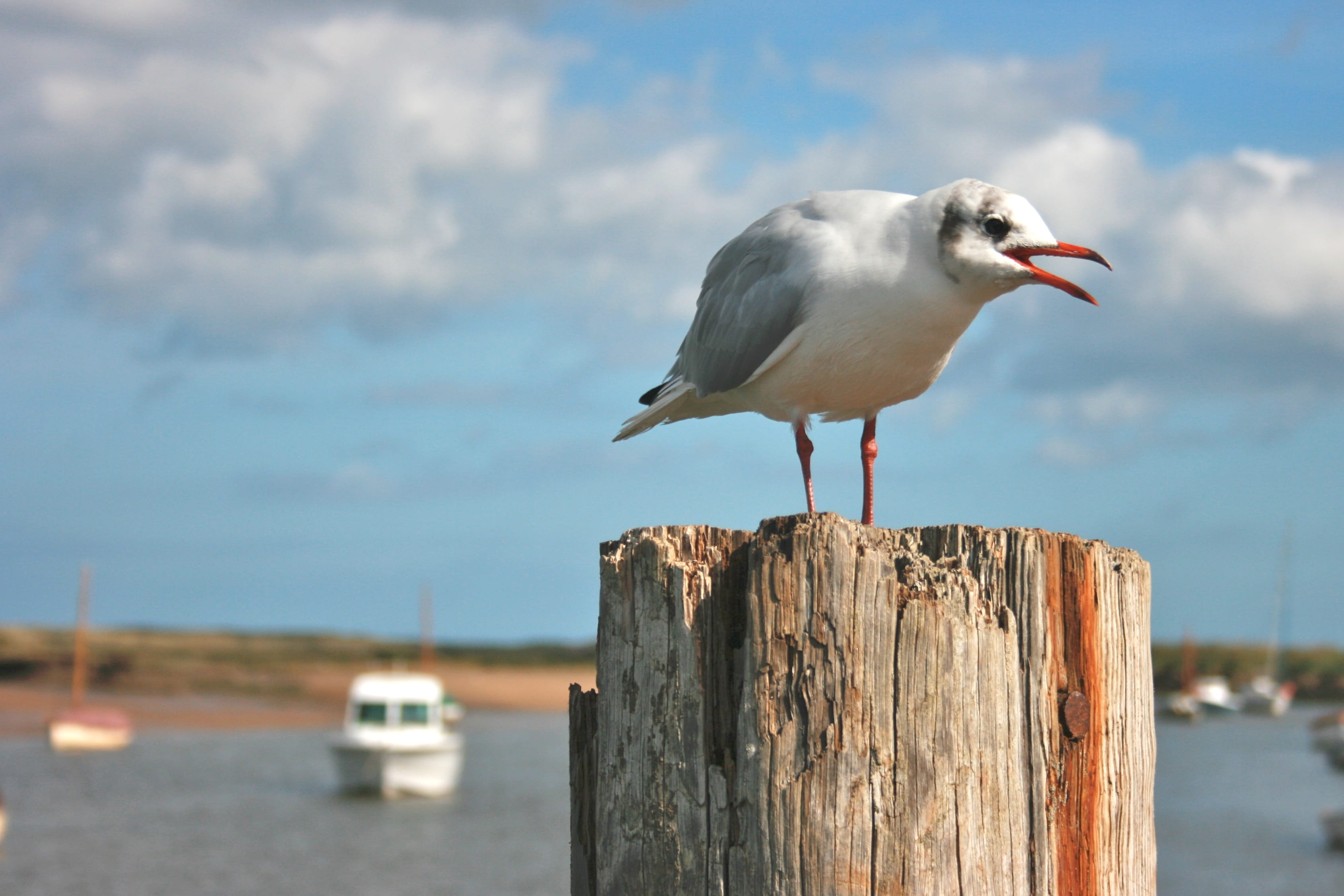 cloud - sky, sky, perching, bird, united kingdom, nature, day, post, animals in the wild, one animal, seagull, vertebrate, 2K, focus on foreground, burnham overy staithe, HD Wallpaper