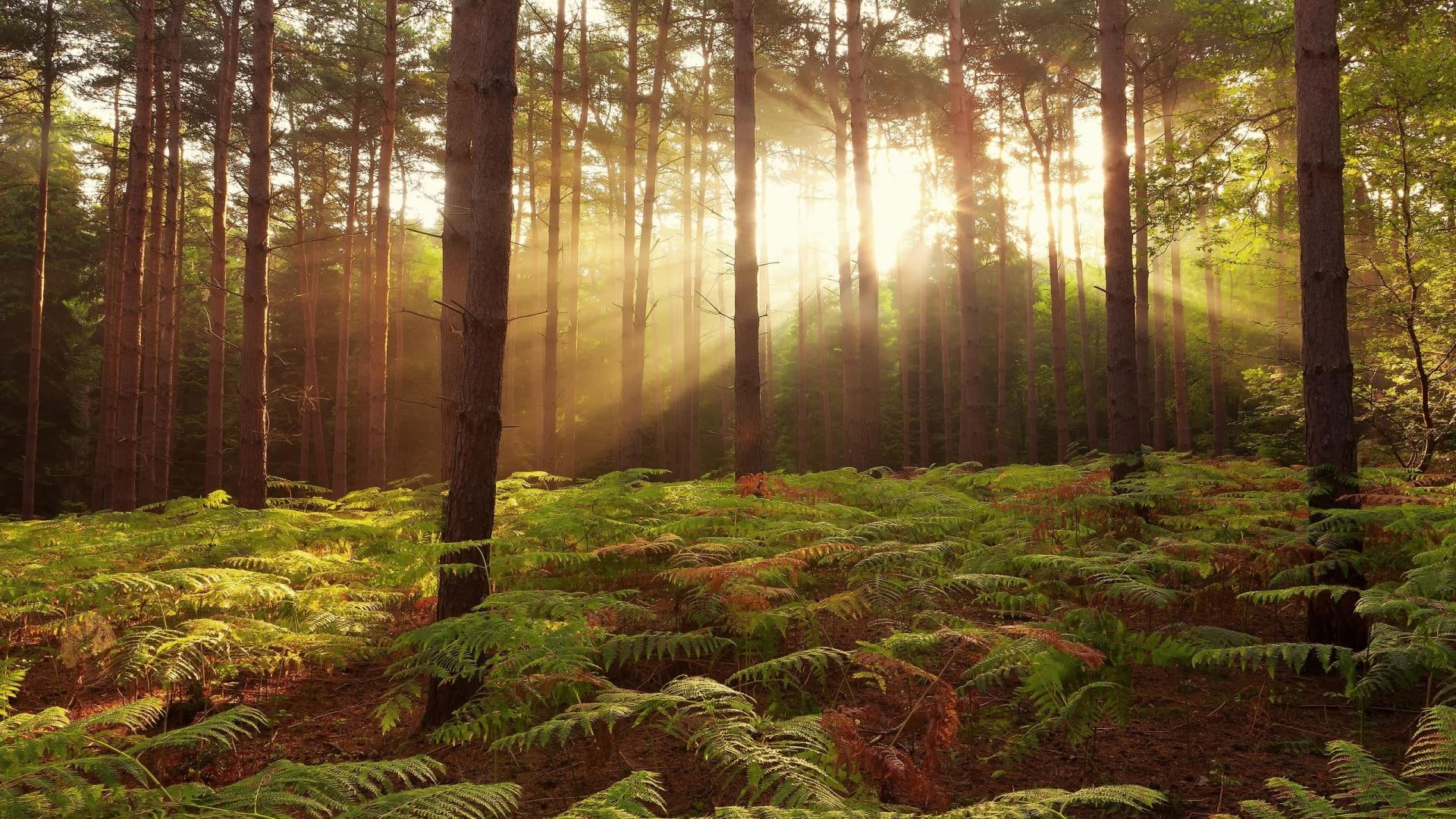 trunks, leave, 1080P, sunshine, engl, broxbourne, forest, trees, plants, ferns, woods, green, nature and landscapes, sun rays, HD Wallpaper