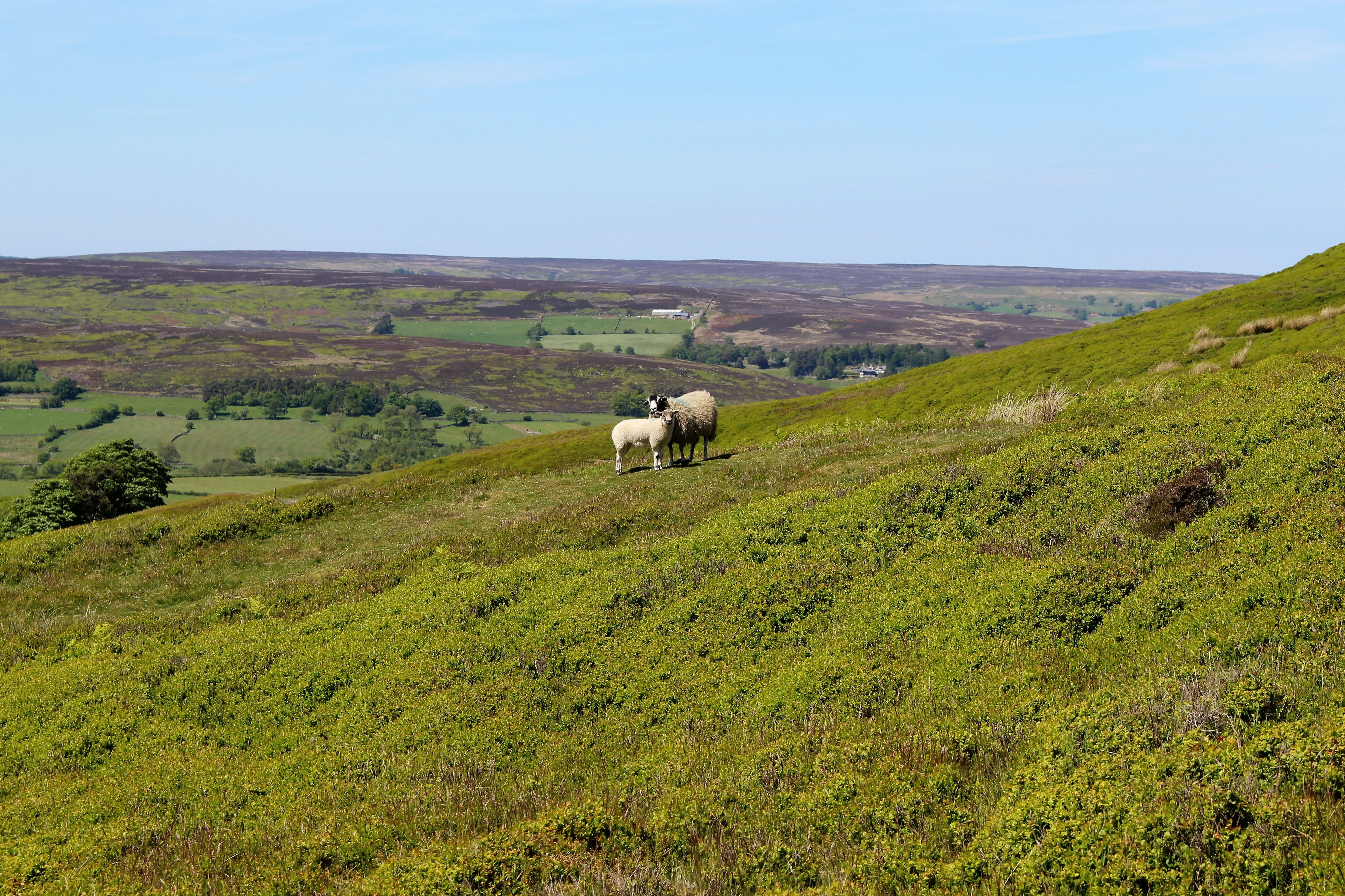 environment, scenery, animal themes, domestic, uk, whitby, yorkshire, pets, field, livestock, farming, england, animal, land, summer, meadow, plant, nature, HD Wallpaper