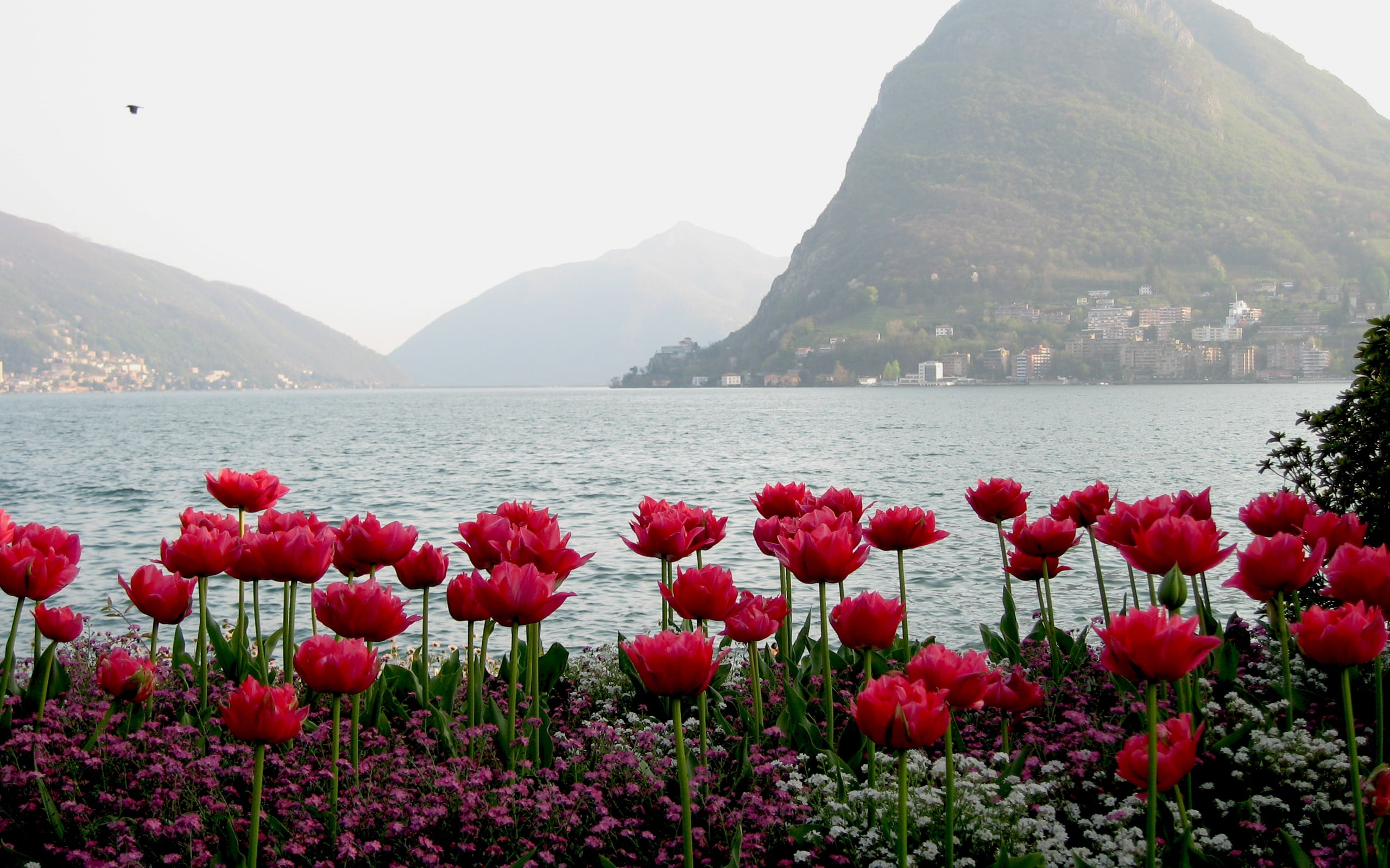 travel, 2K, flower, green Color, flowers, hill, freshness, sky, tranquility, stresa, nature, italy, switzerland, lake Como, no People, european Alps, geneva, HD Wallpaper