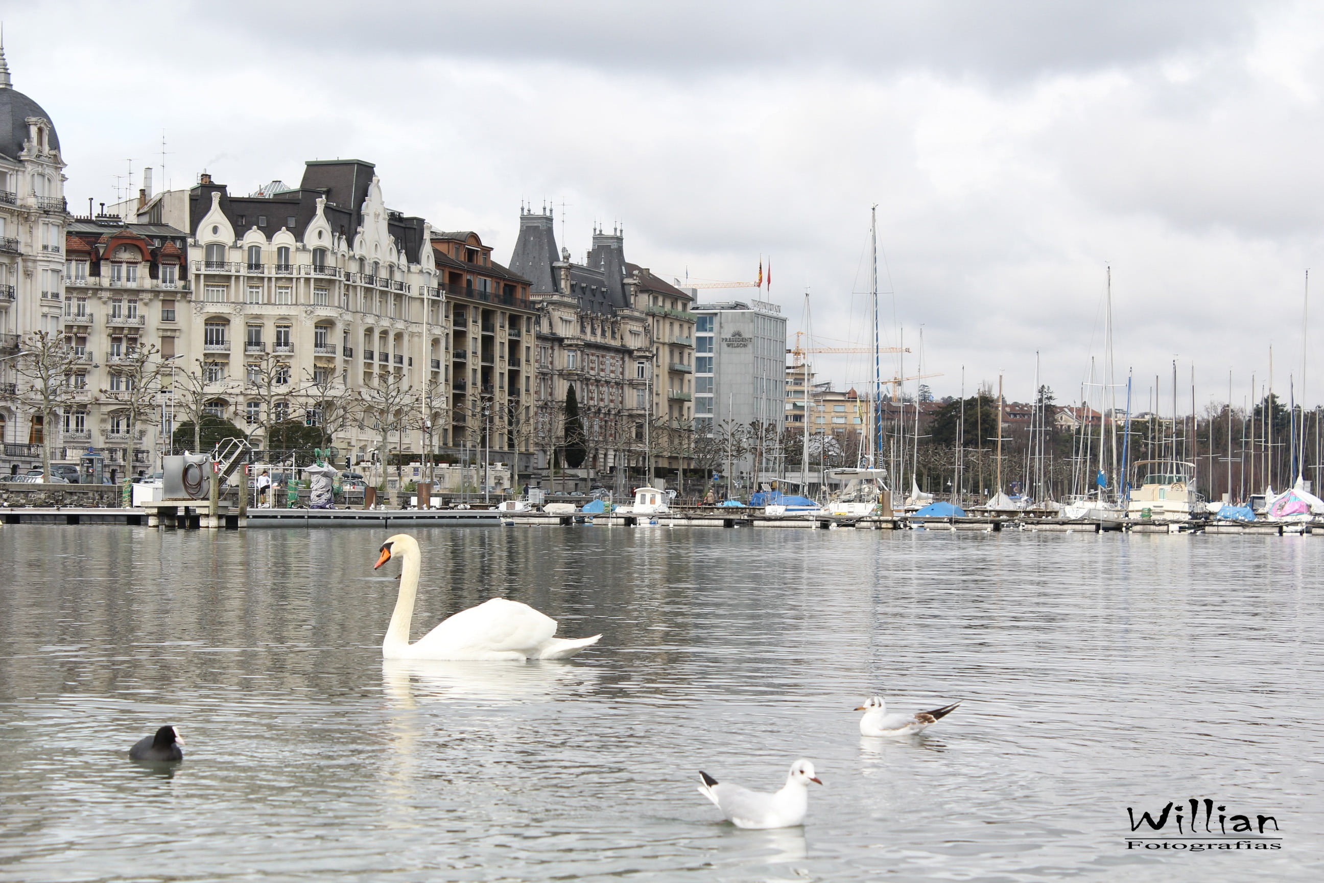 harbor, 2K, cityscape, built structure, nature, no people, large group of animals, architecture, swan, water, animal, animal wildlife, sky, group of animals, HD Wallpaper