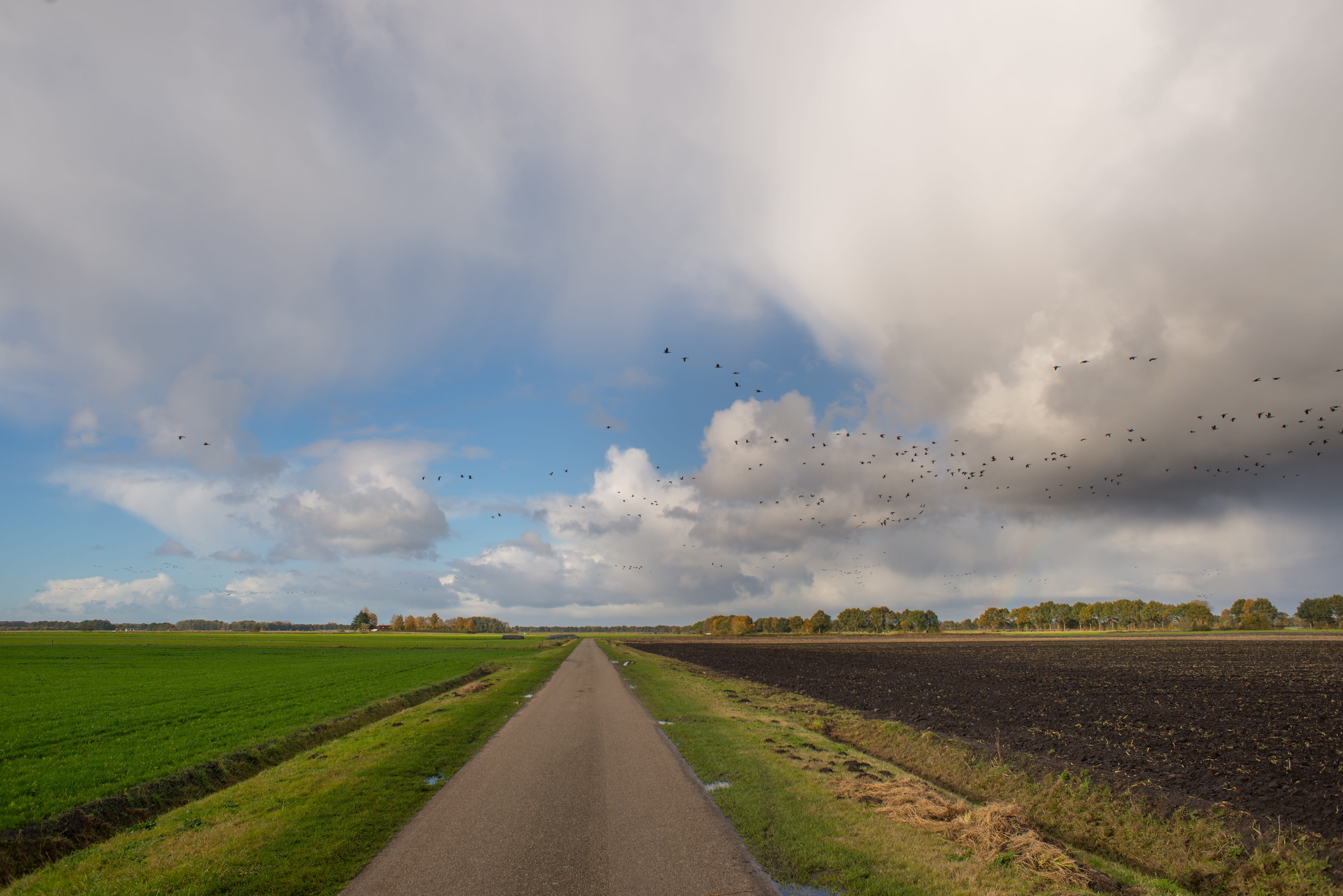 5K, land, tranquility, europe, grass, Netherlands, country, scenics - nature, plant, nobody, diminishing perspective, outdoors, environment, direction, HD Wallpaper
