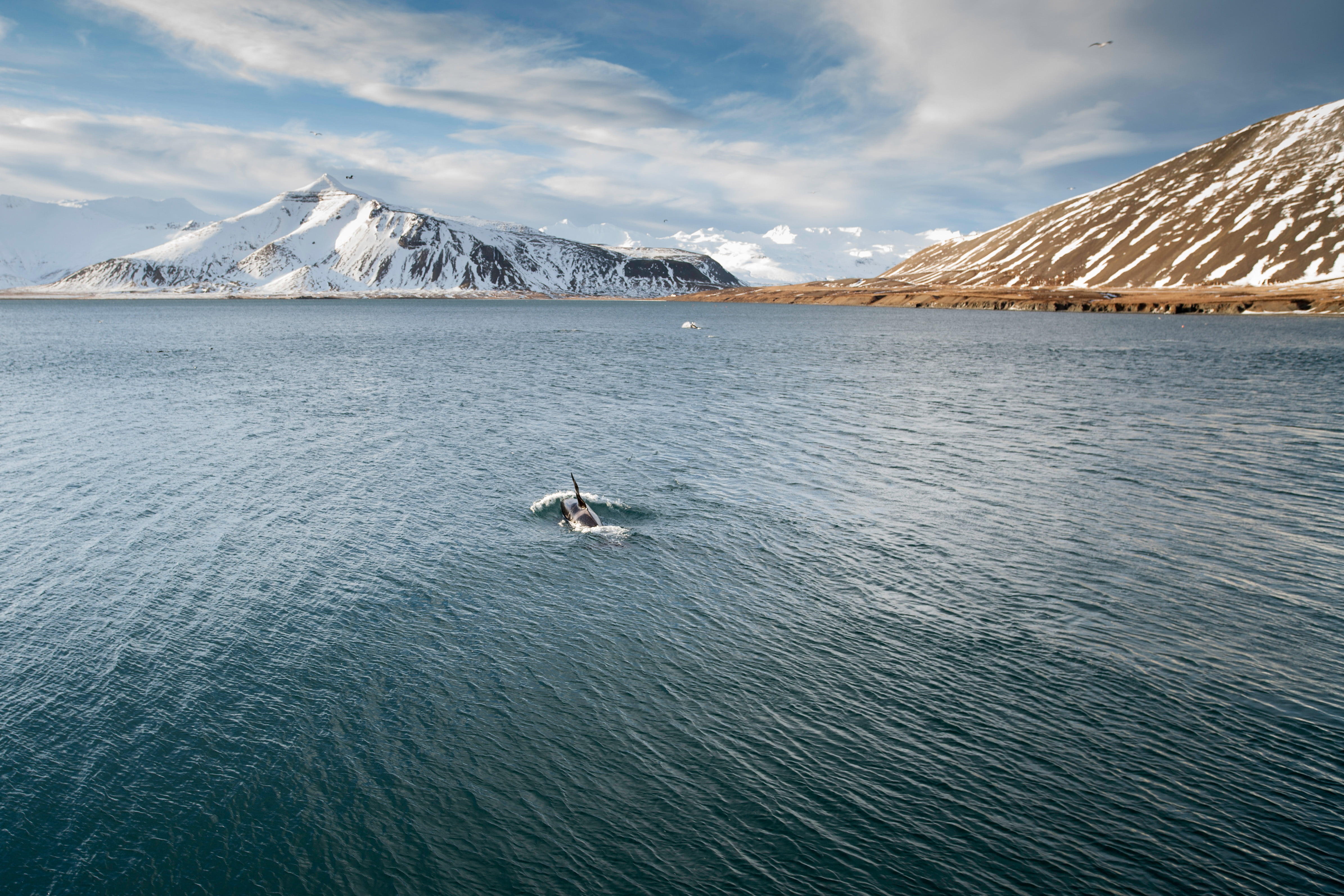 sea, cold temperature, mountain peak, mountais, mountain, beauty in nature, 4K, water, sky, cloud - sky, killer whales, non-urban scene, no people, snow, HD Wallpaper