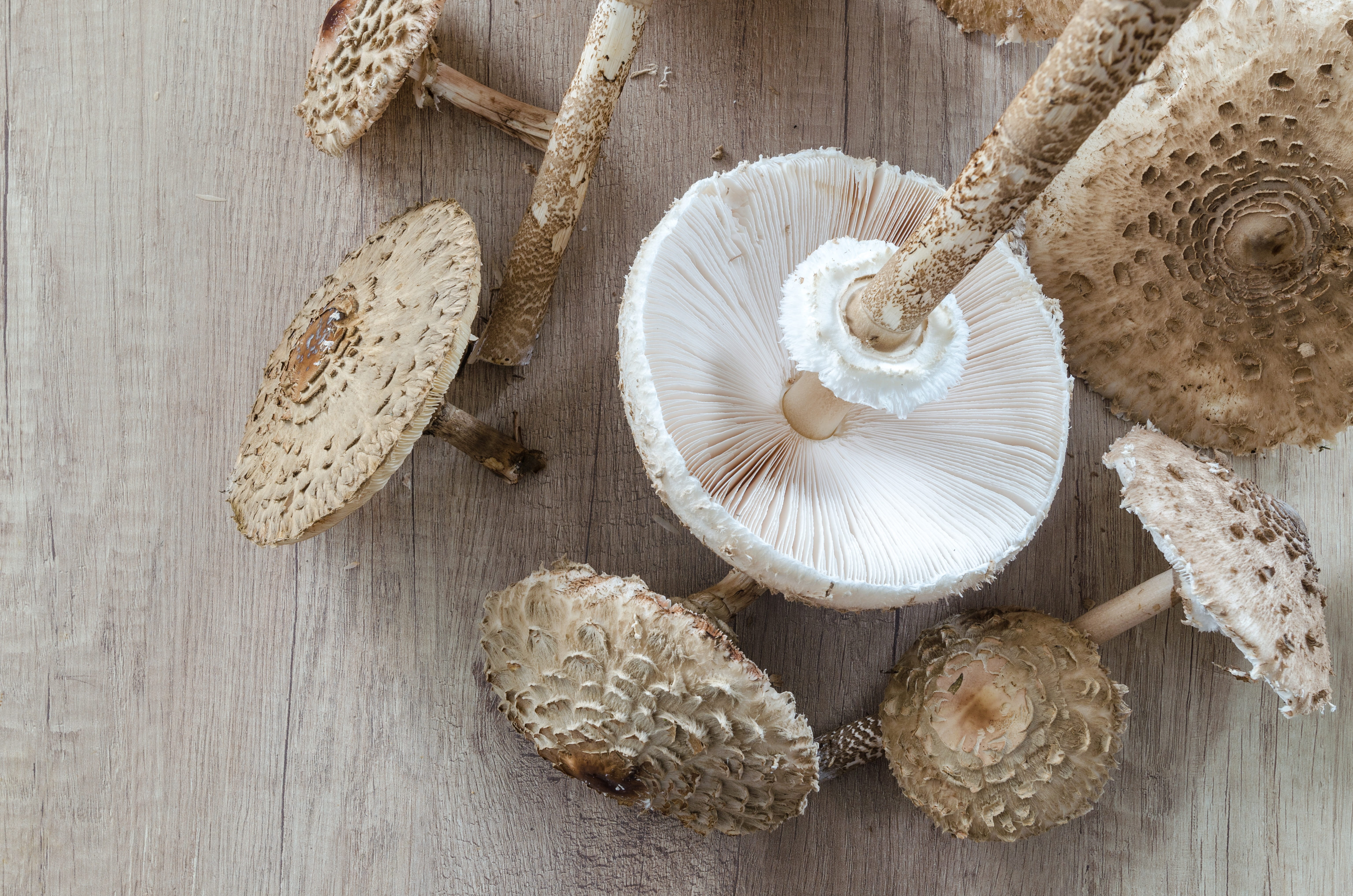 macrolepiota procera, natural, food and drink, spice, fresh, diet, eat, organic, culinary, nature, autumn, healthy, dinner, wellbeing, mushroom salad, collect, HD Wallpaper