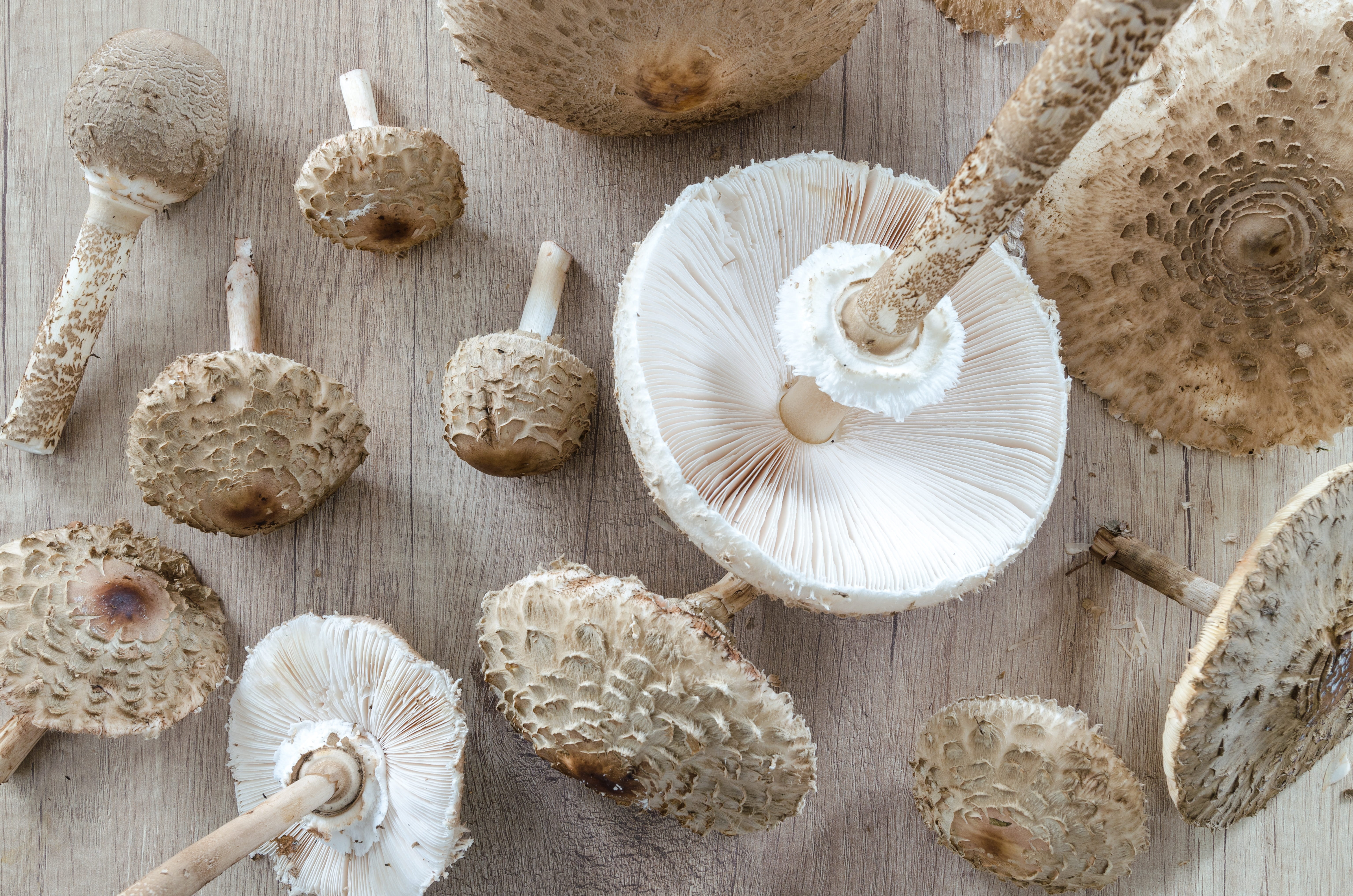 5K, oak, plant, delicious, champion, mushroom salad, wellbeing, garlic, collect, wild, cuisine, fresh, champignon, autumn, parasol, edible, macrolepiota procera, HD Wallpaper