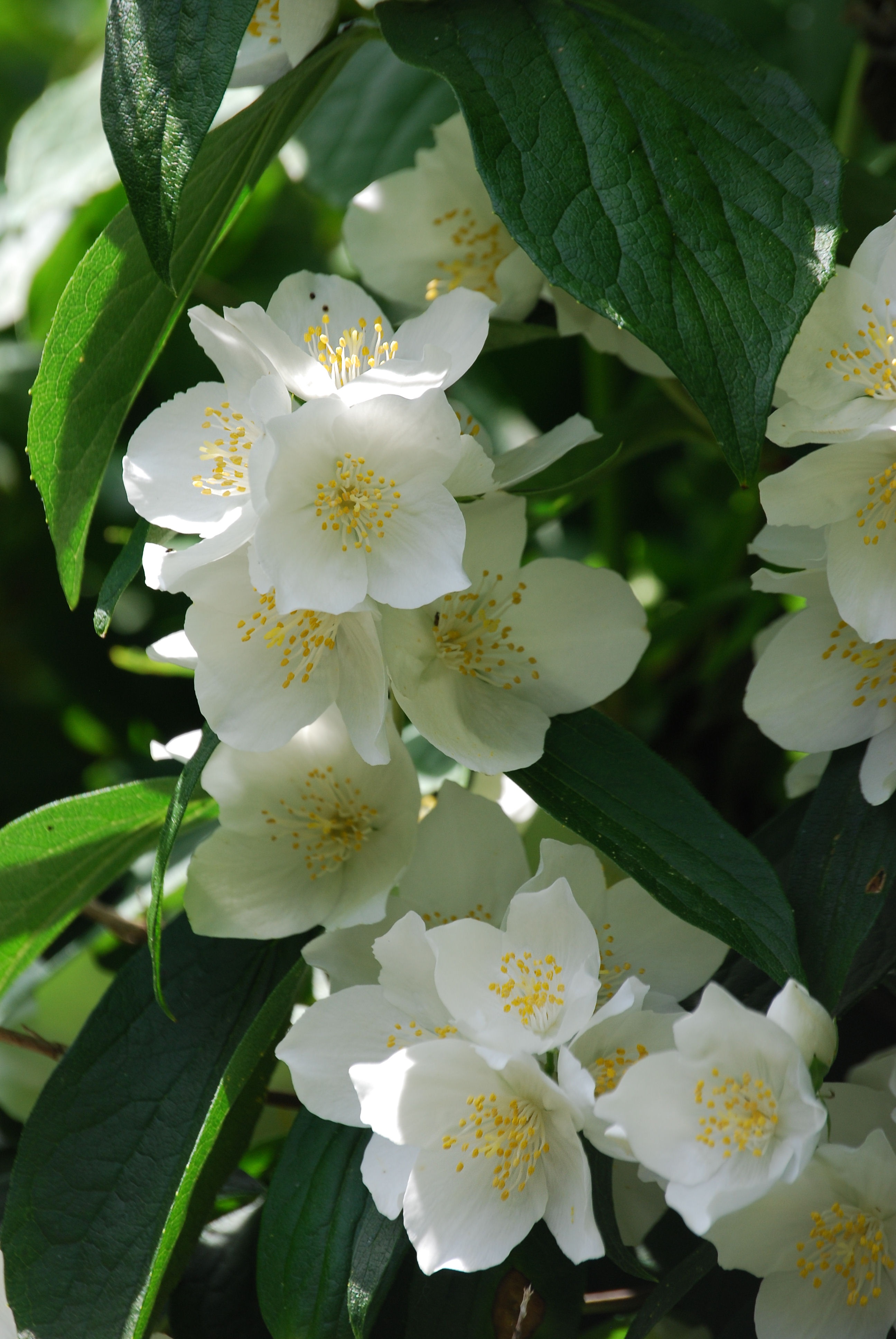 nature, springtime, outdoors, beauty in nature, mock orange, plant part, vulnerability, blossom, white, leaf, pollen, flowering plant, shrub, perfume, growth, Phone HD Wallpaper