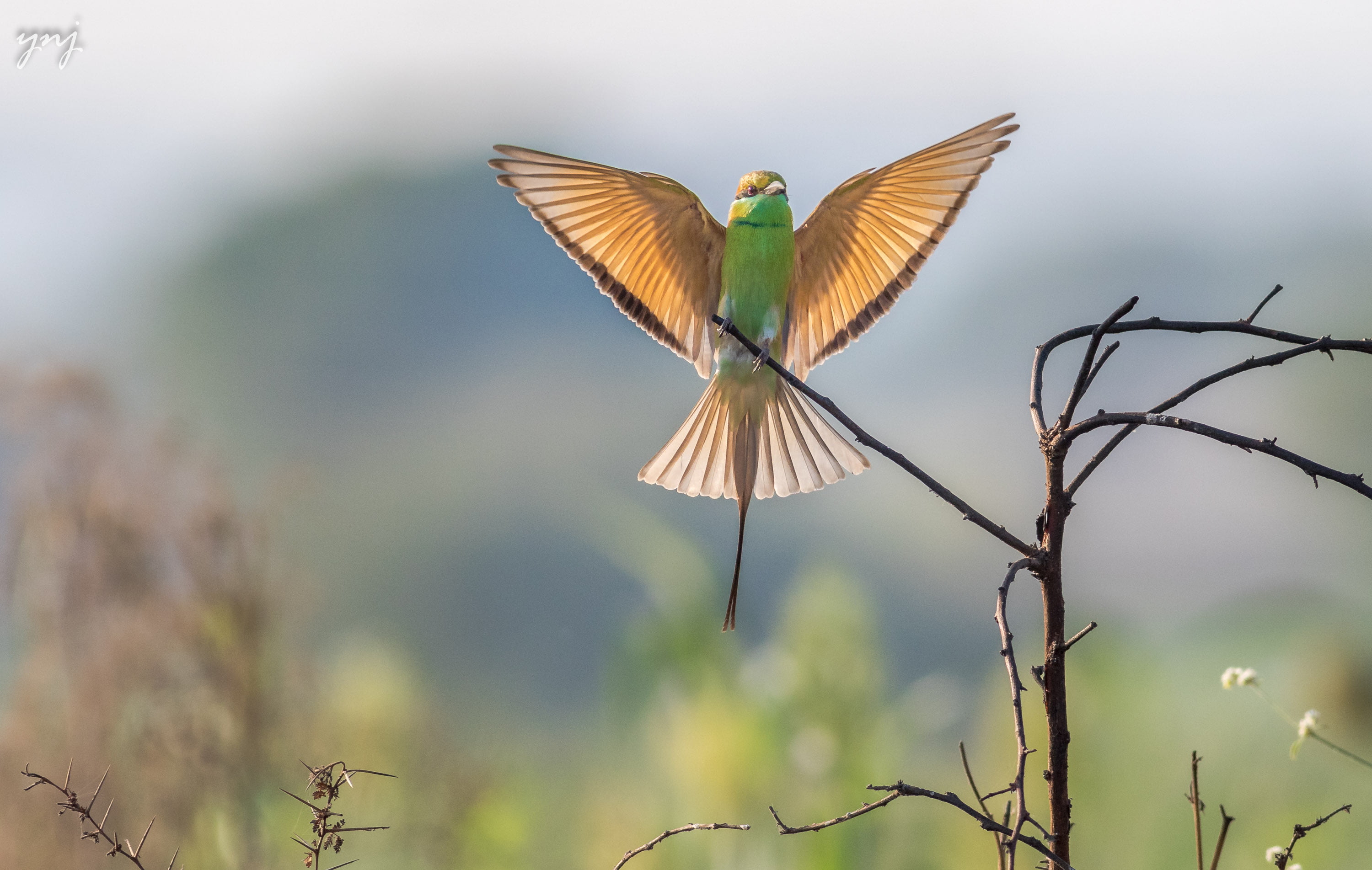 daytime, nature, brown bird, perched, tree, tree branch, animal, branch, green, wildlife, bird, dam, 2K, brown, veer, birding, HD Wallpaper