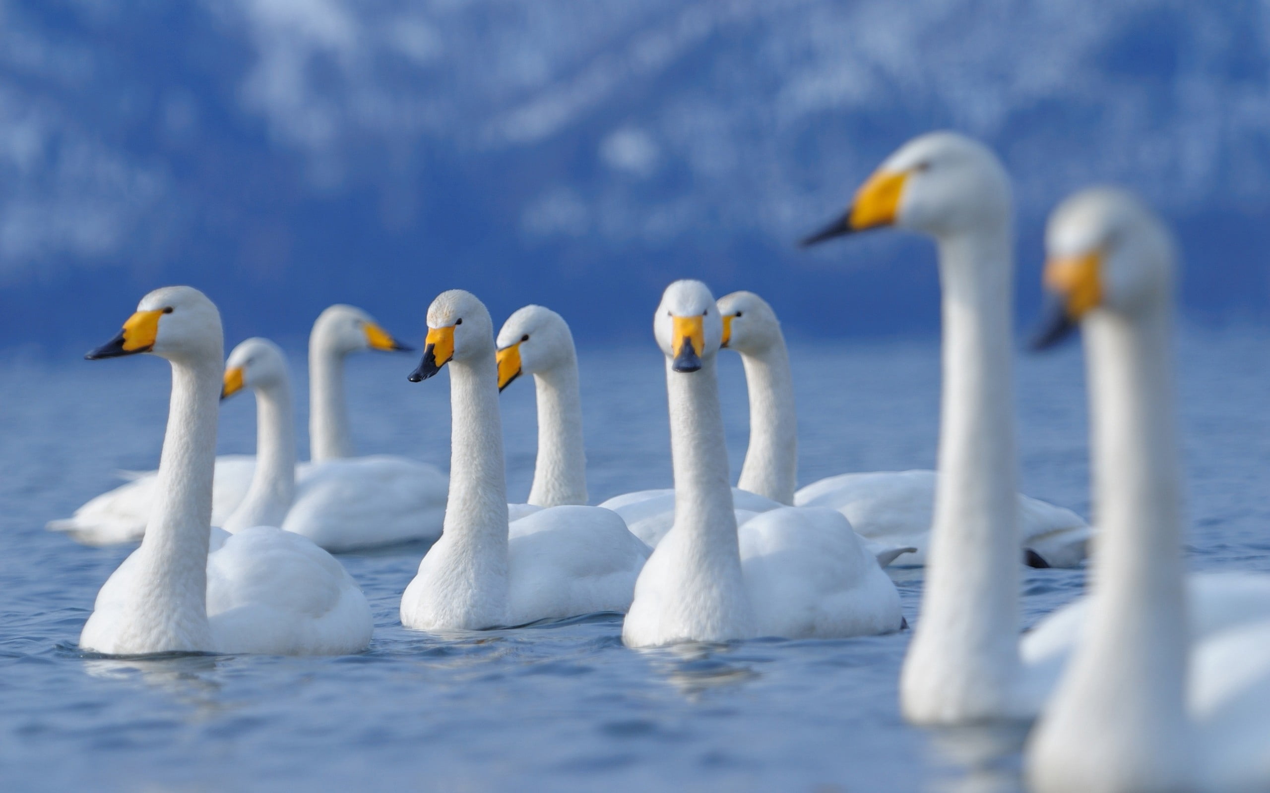 bird, 2K, animal, elegance, white color, blue, geese, animals In The Wild, animal wildlife, zoology, mute Swan, day, animals And Pets, animal themes, group of animals, HD Wallpaper