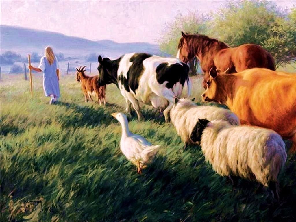 GOAT, cow, art, photography, abstract, geese, girl, hd, farm, horse, 480P, end, days, HD Wallpaper