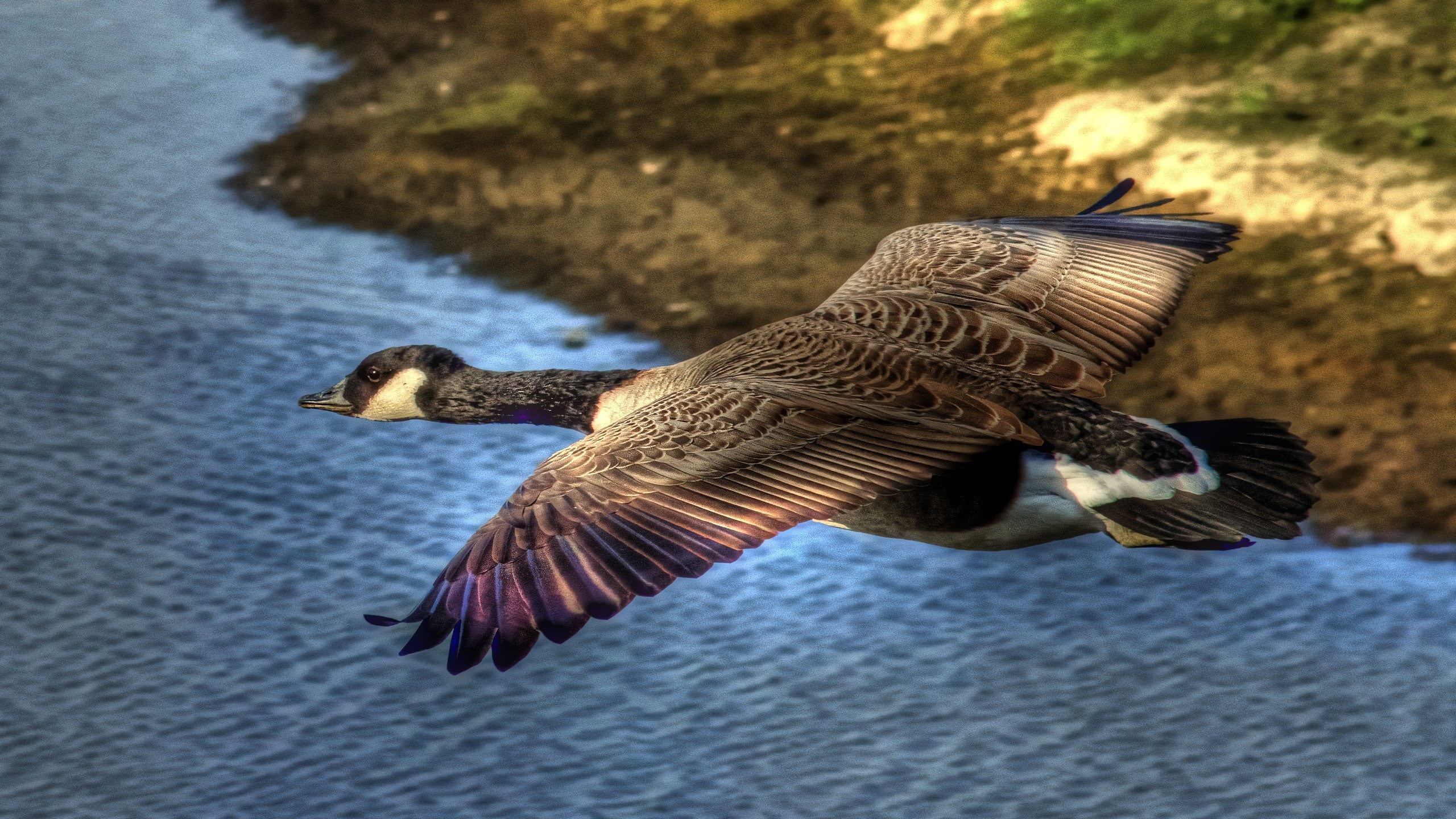 geese, art, animals, flying, goose, 2K, x, BIRDS, hd, HD Wallpaper