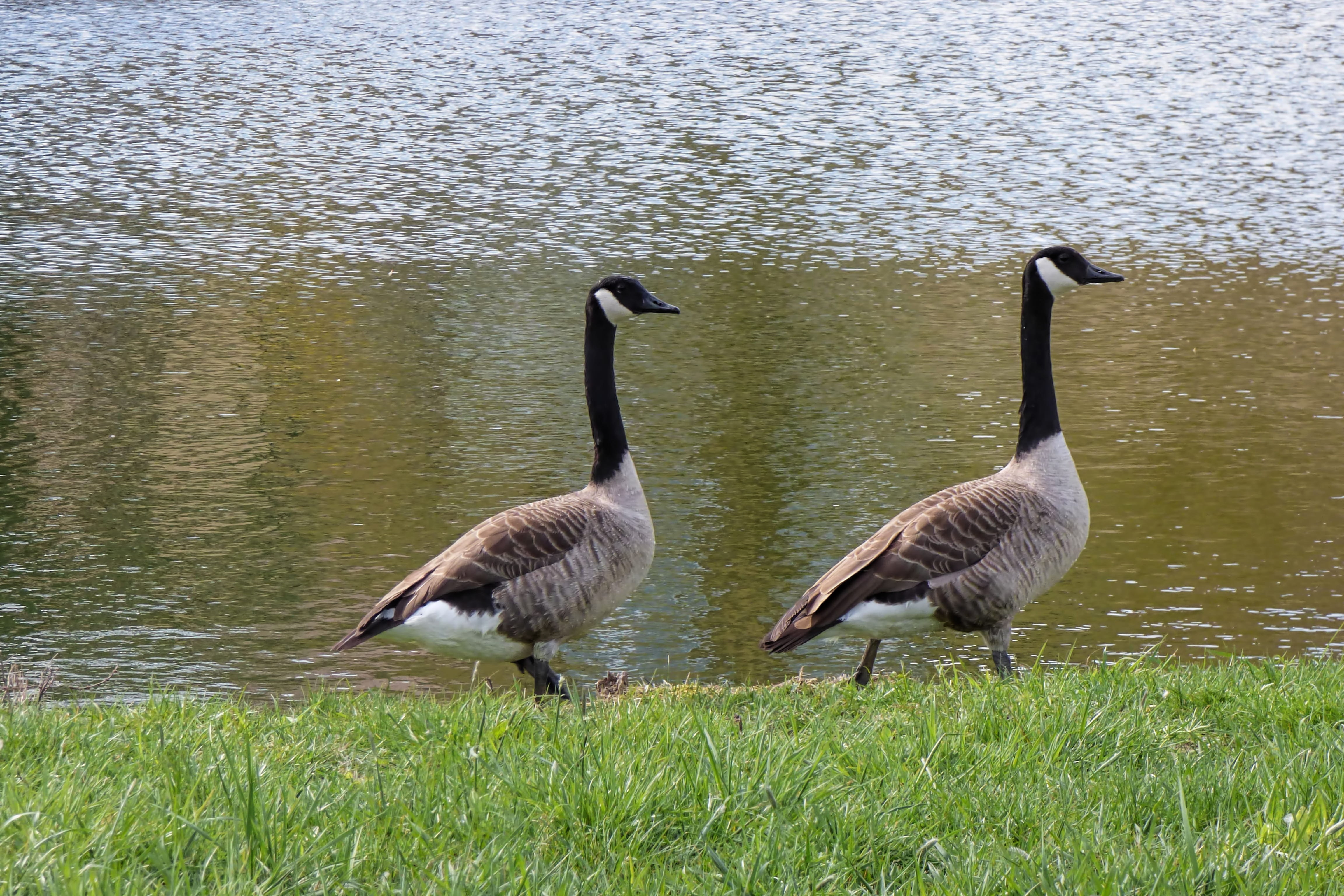 poultry, bird, animal wildlife, canada goose, group of animals, goose, nature, vertebrate, gosling, animal themes, migratory birds, plant, young animal, HD Wallpaper