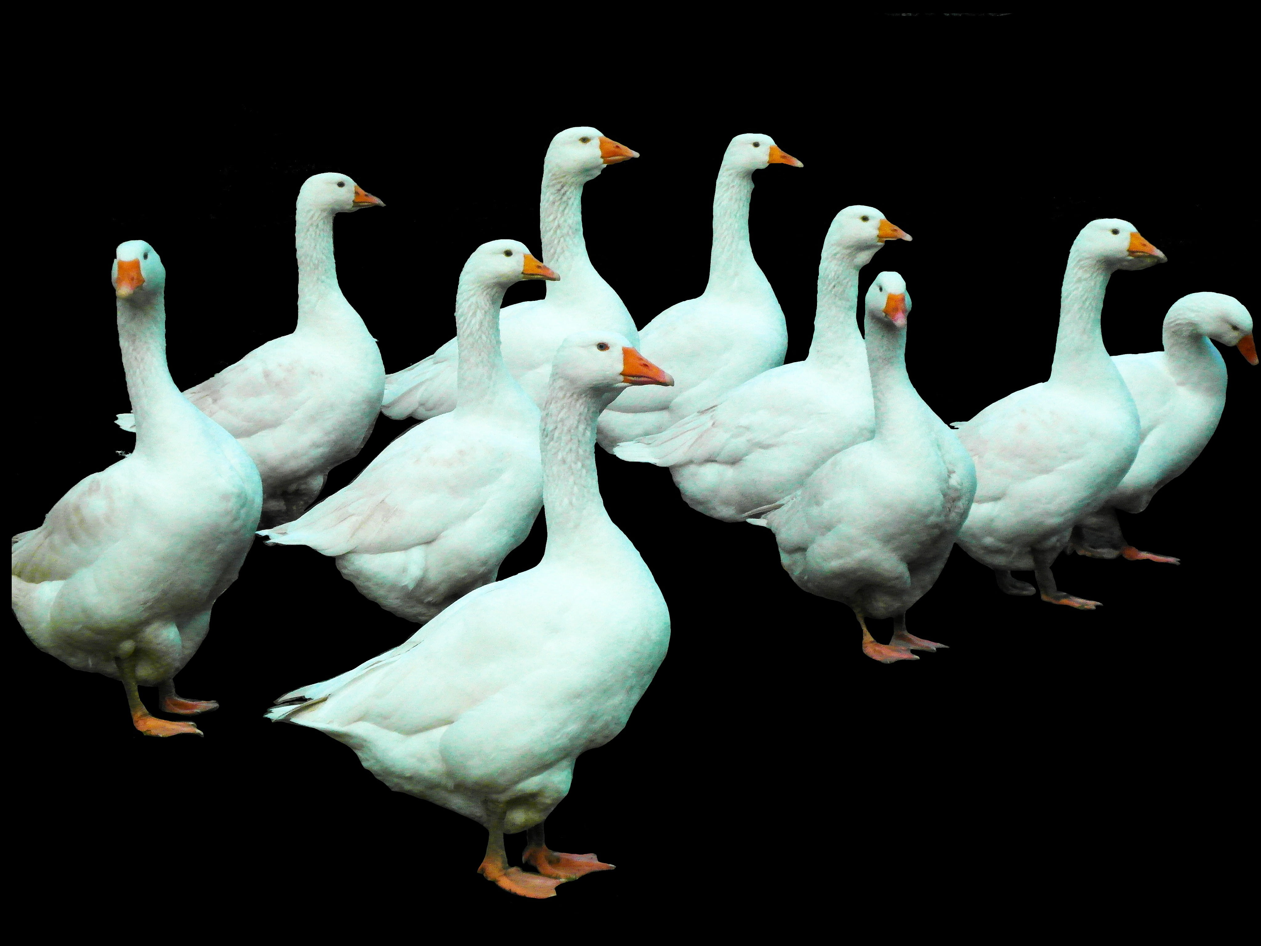 bird, agriculture, breeding, animal themes, geese, isolated, large group of animals, flock of birds, white, animal wildlife, chatter, black background, HD Wallpaper