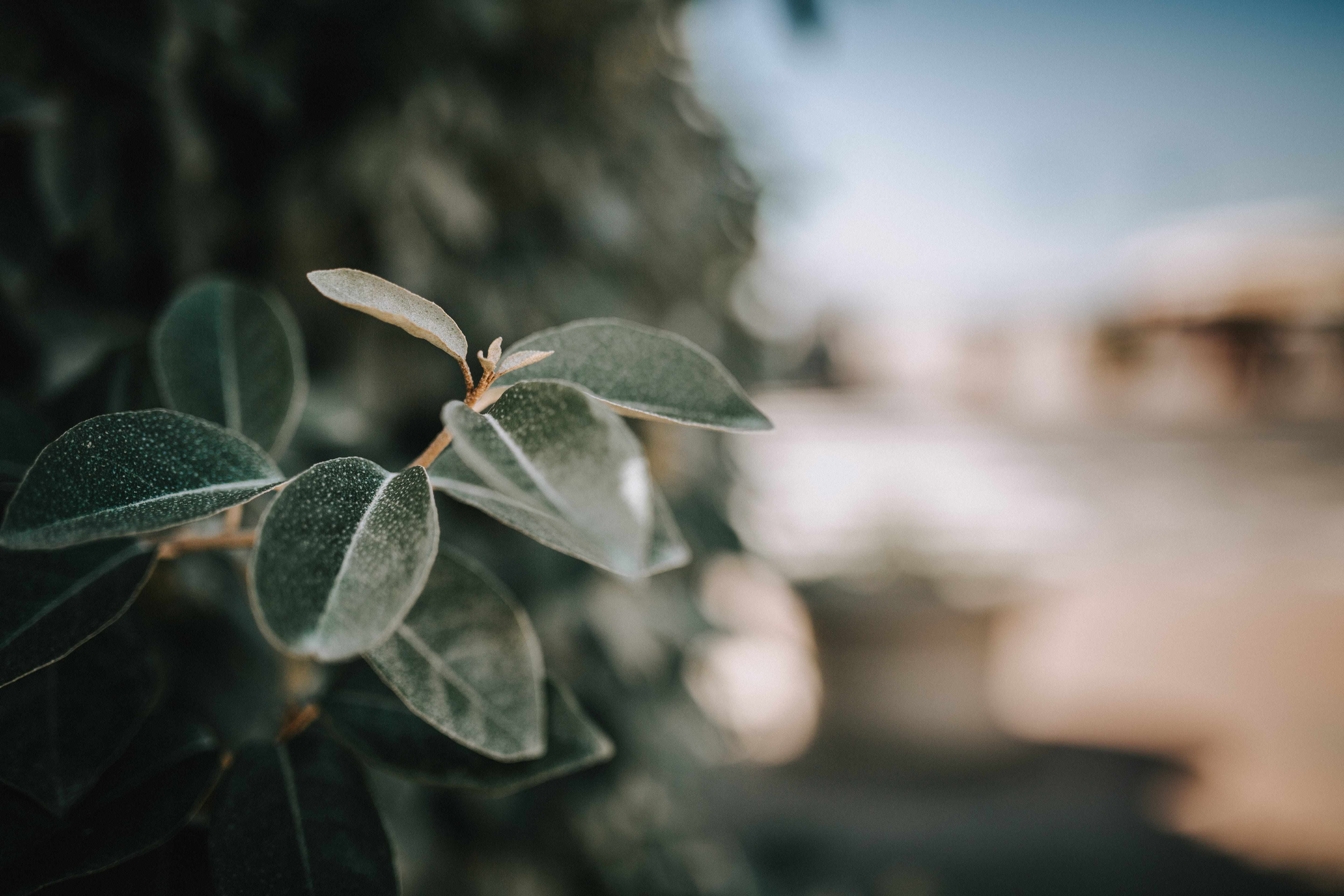 no people, life, growth, summer vibe, selective focus, ocean, beach, dune, green, plant, bush, tree, 5K, xavier mouton photographie, close-up, nature, HD Wallpaper
