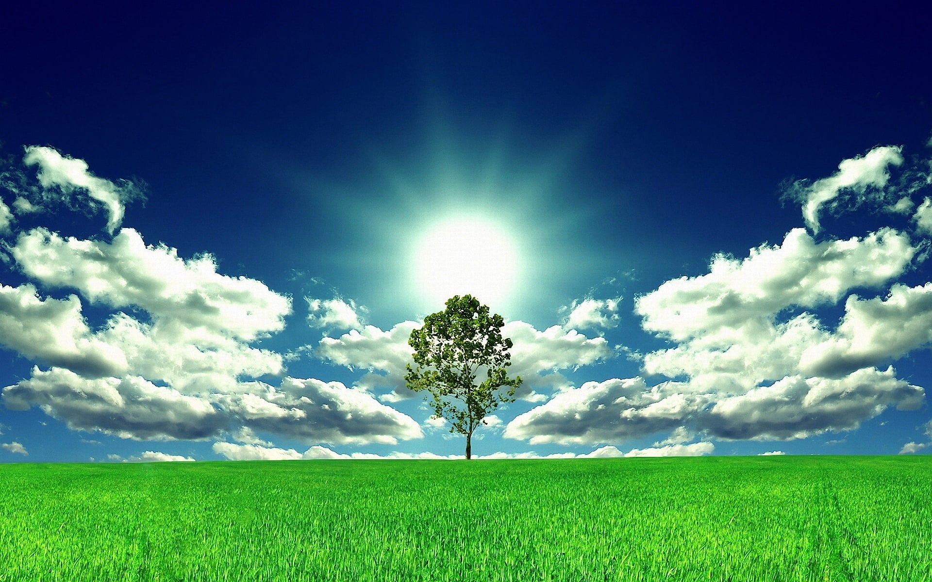 sunny, perfection, freshness, blue, sunbeam, growth, field, horizon Over Land, trees, nature, non-Urban Scene, lens flare, tree, fields, tranquility, outdoors, HD Wallpaper