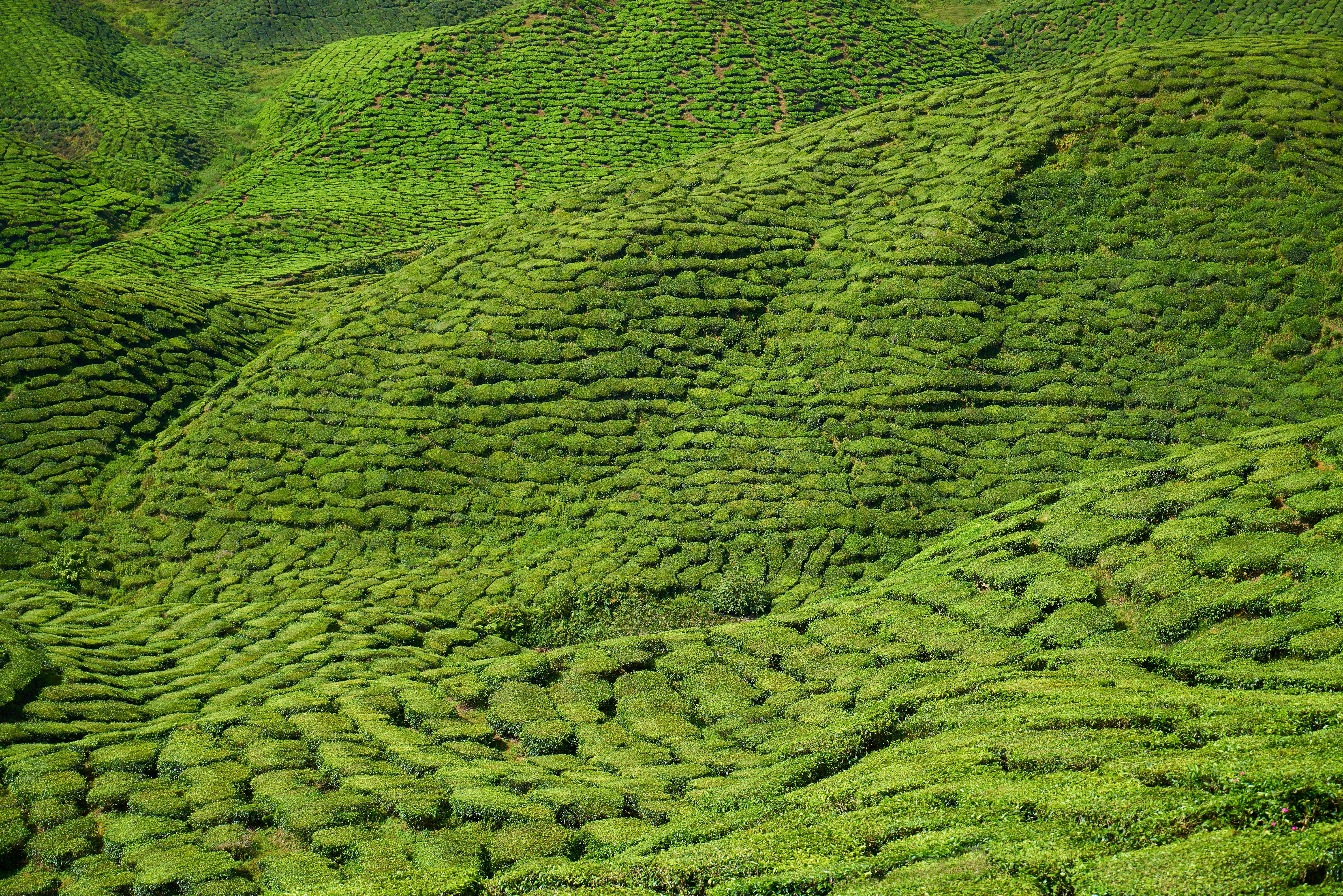mountain, lush foliage, asian, malaysia, outdoors, nature, texture, angle, tranquility, green color, leaves, view, tea, rural scene, foliage, peace, crop, HD Wallpaper