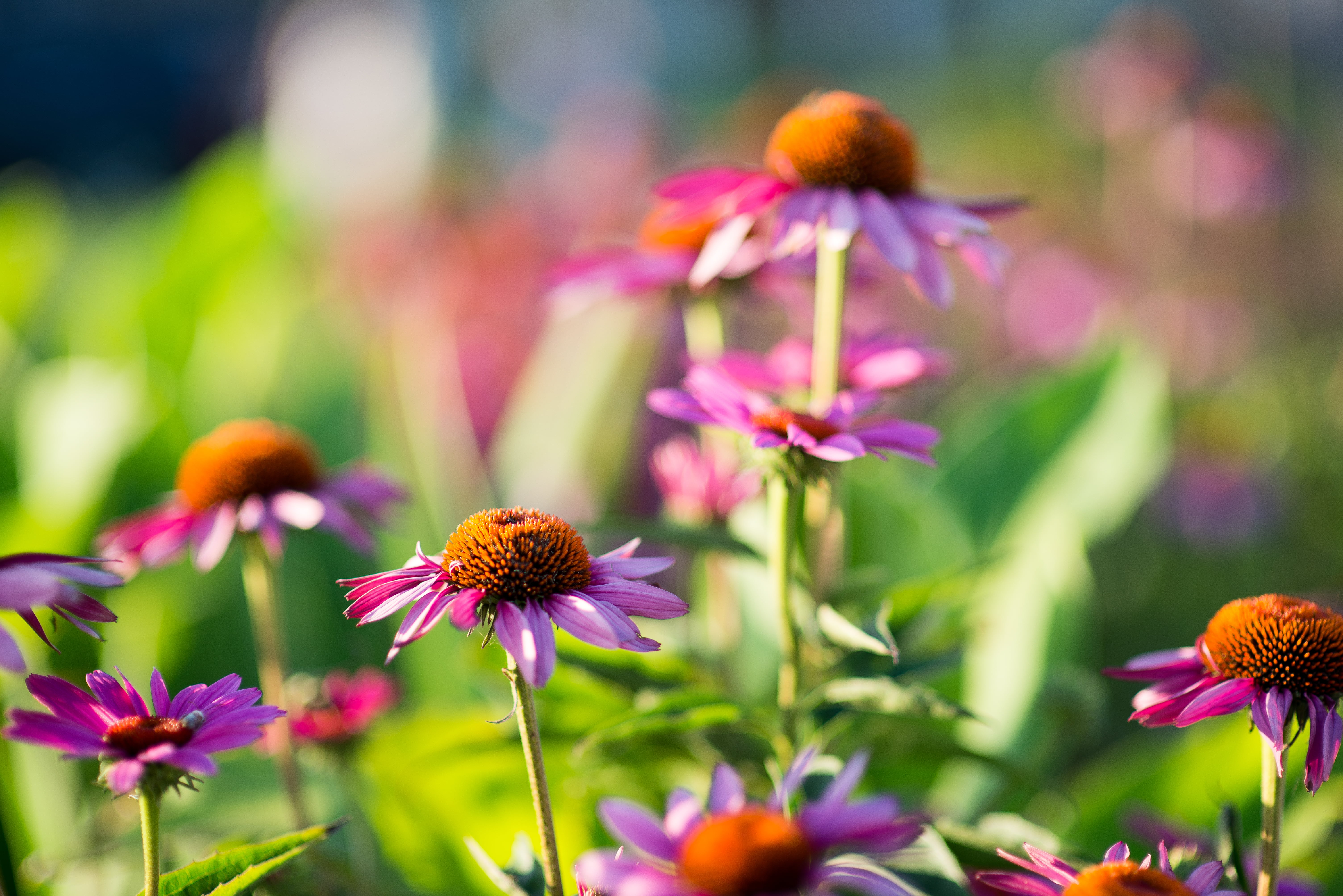 beauty, selective focus, plant, flower, flowers, summer, ocean, nature, usa, nj, coneflower, beautiful, echinacea, og, 5K, purple, photography, beach, HD Wallpaper