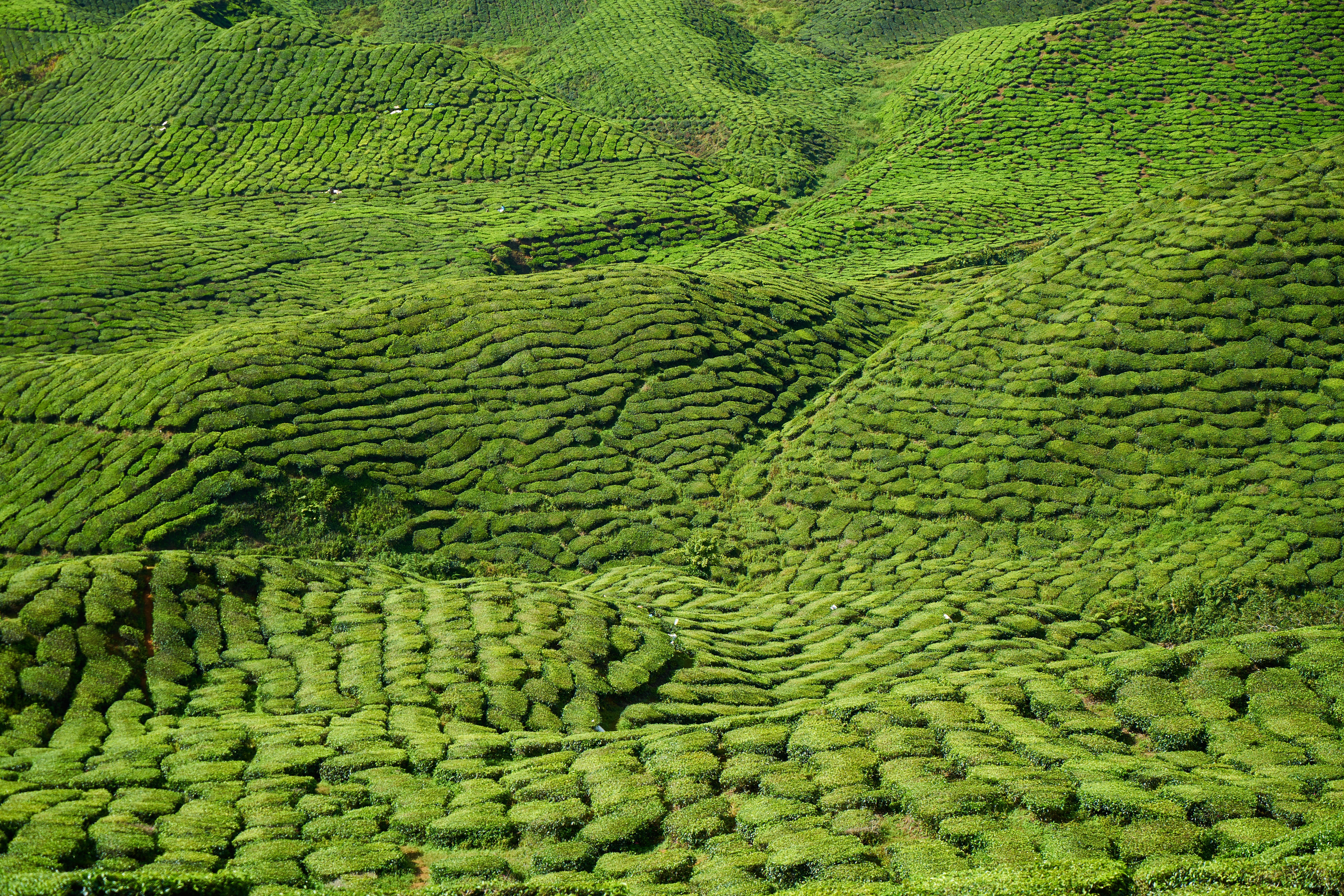 morning, asian, tea, no people, lush foliage, mountain, sunny, beauty in nature, scenics - nature, green color, tranquil scene, day, beautiful, rural scene, HD Wallpaper
