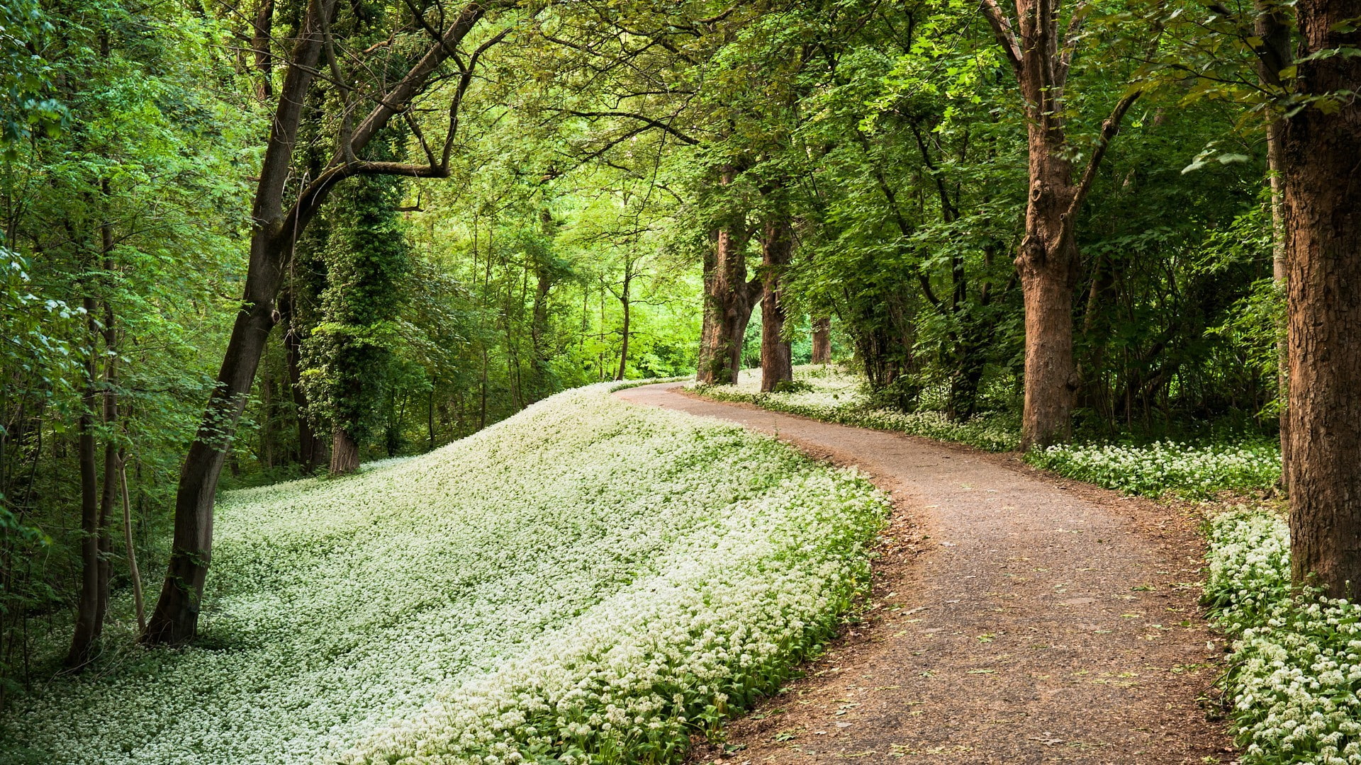 plants, forest, trees, flowers, wood, foliage, 1080P, pathway, HD Wallpaper