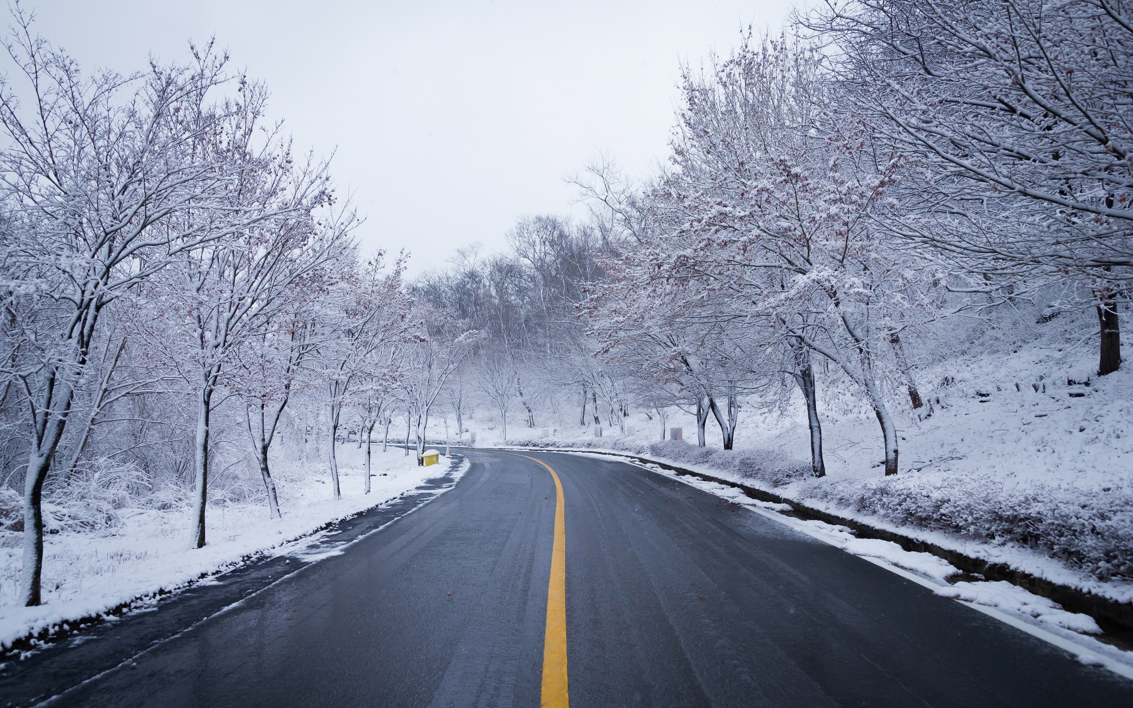 plant, beauty in nature, tree, transportation, the way forward, symbol, road, jungle, dividing line, direction, sign, marking, nature, snow, no people, HD Wallpaper