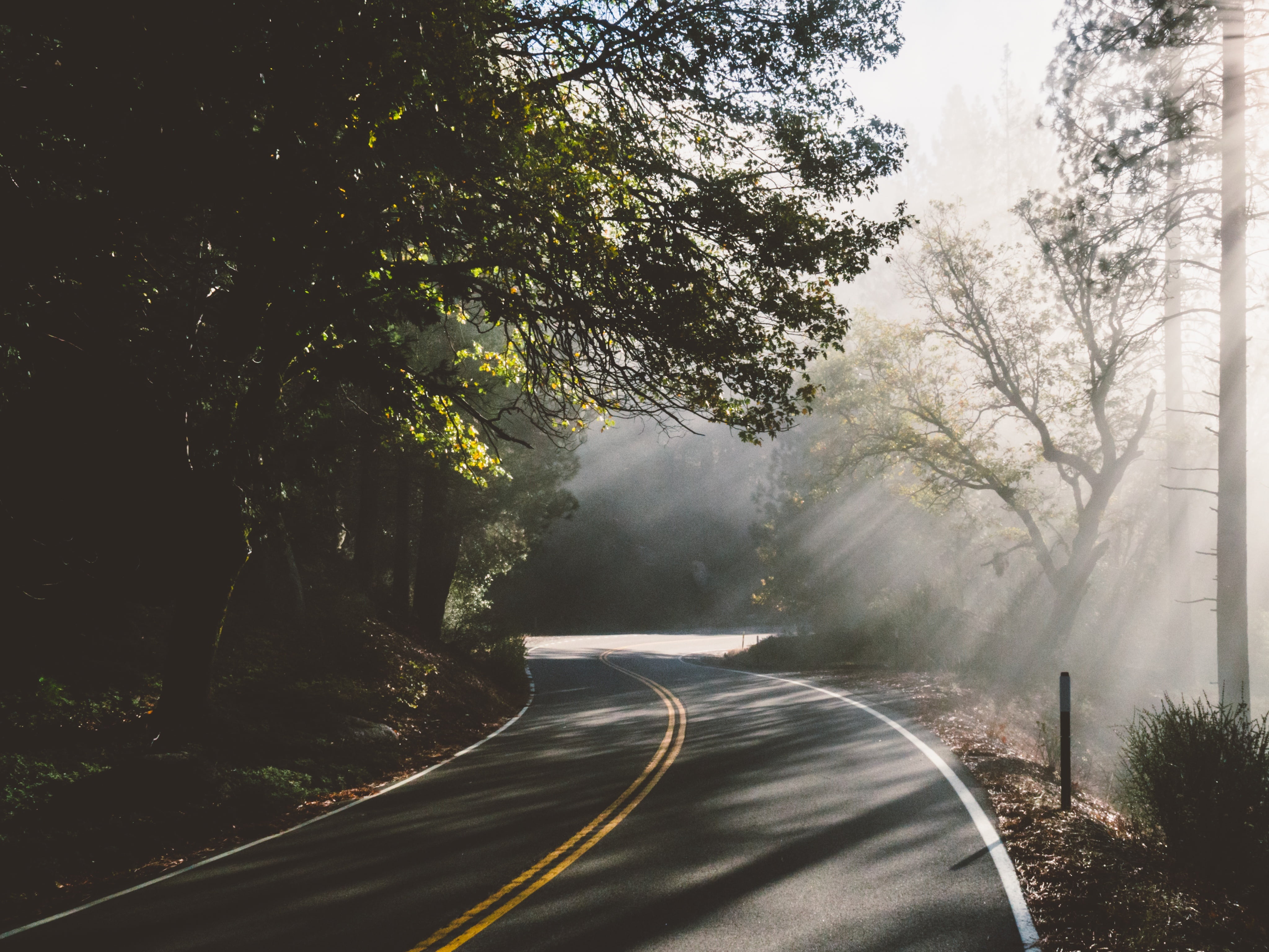 day, road, the way forward, no people, tree, daytime, travel, marking, curve, transportation, plant, 4K, foggy, dividing line, sign, double yellow line, HD Wallpaper