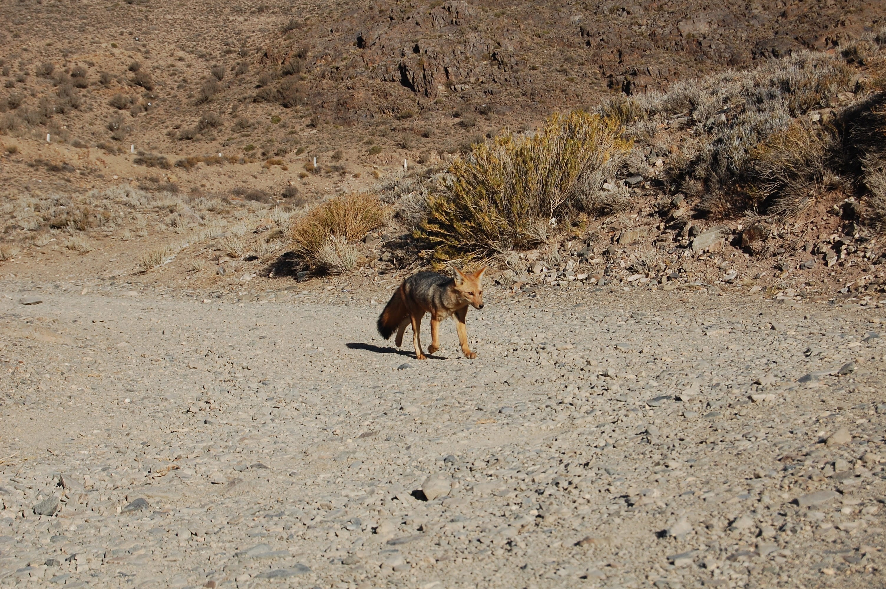 animal wildlife, animal, arid climate, nature, 2K, environment, vertebrate, animal themes, argentina, mammal, andes, outdoors, domestic animals, animals in the wild, HD Wallpaper