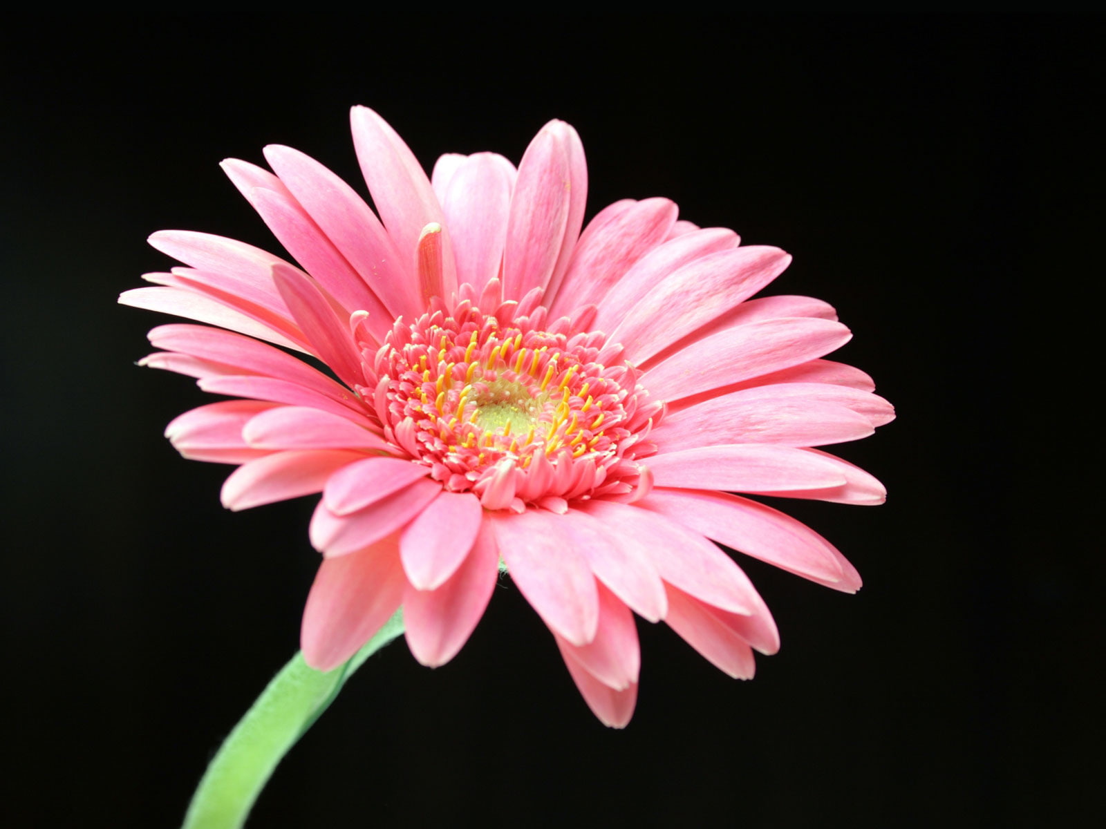 daisy, gerbera, flowers, hd, pink, 720P, HD Wallpaper