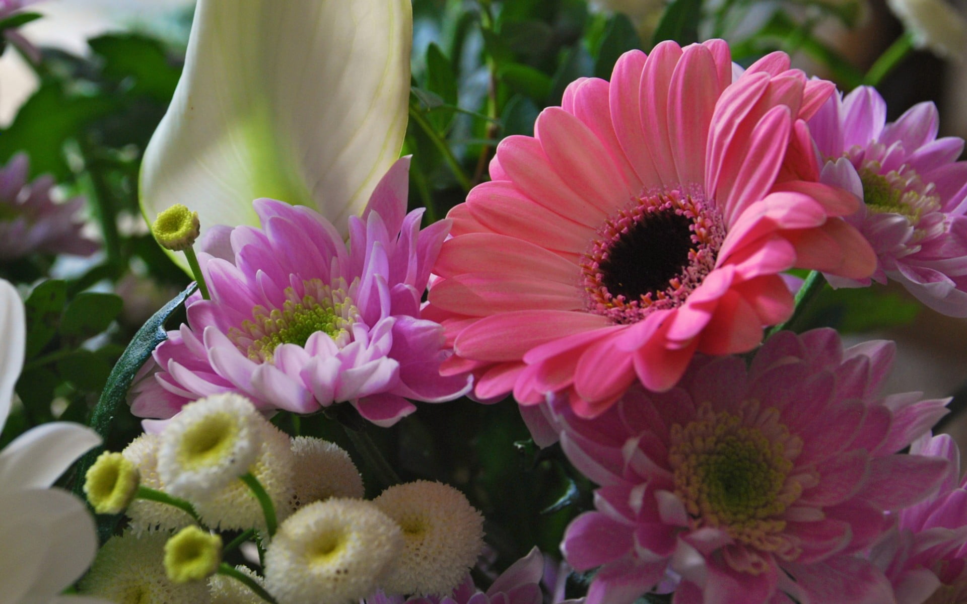 growth, close-up, botany, inflorescence, plants, 1080P, nature, plant, flowering plant, flower, day, freshness, flower arrangement, fragility, gerbera daisy, HD Wallpaper
