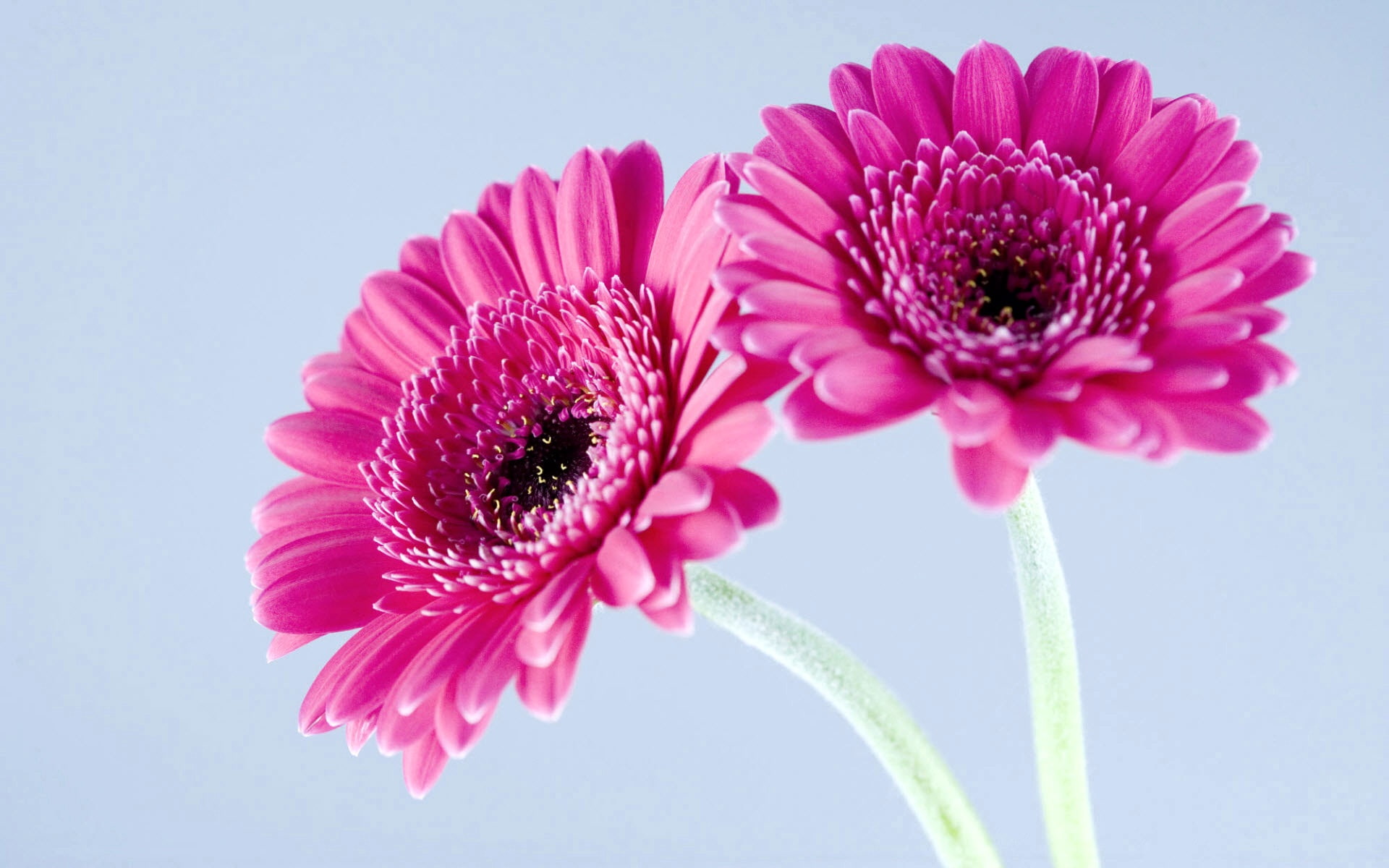 pink, two, gerbera, purple, 1080P, daisies, HD Wallpaper
