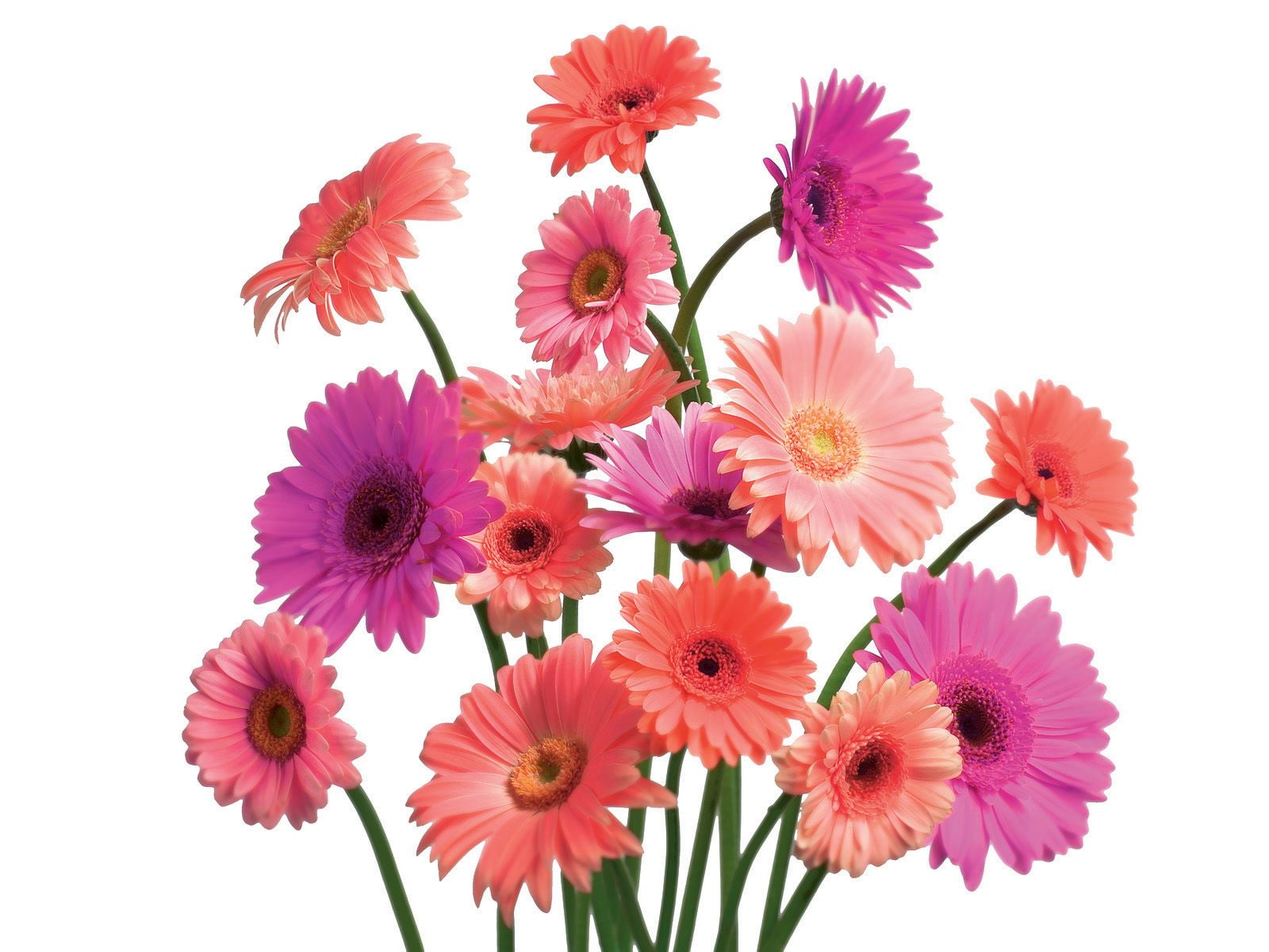 720P, hd, flowers, cluster, gerbera, daisy, HD Wallpaper
