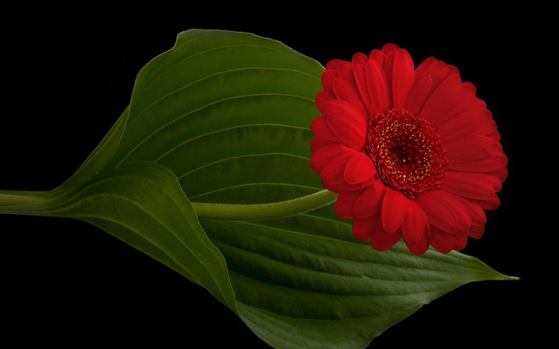 flower, red, gerbera, 1080P, petaled, green, HD Wallpaper