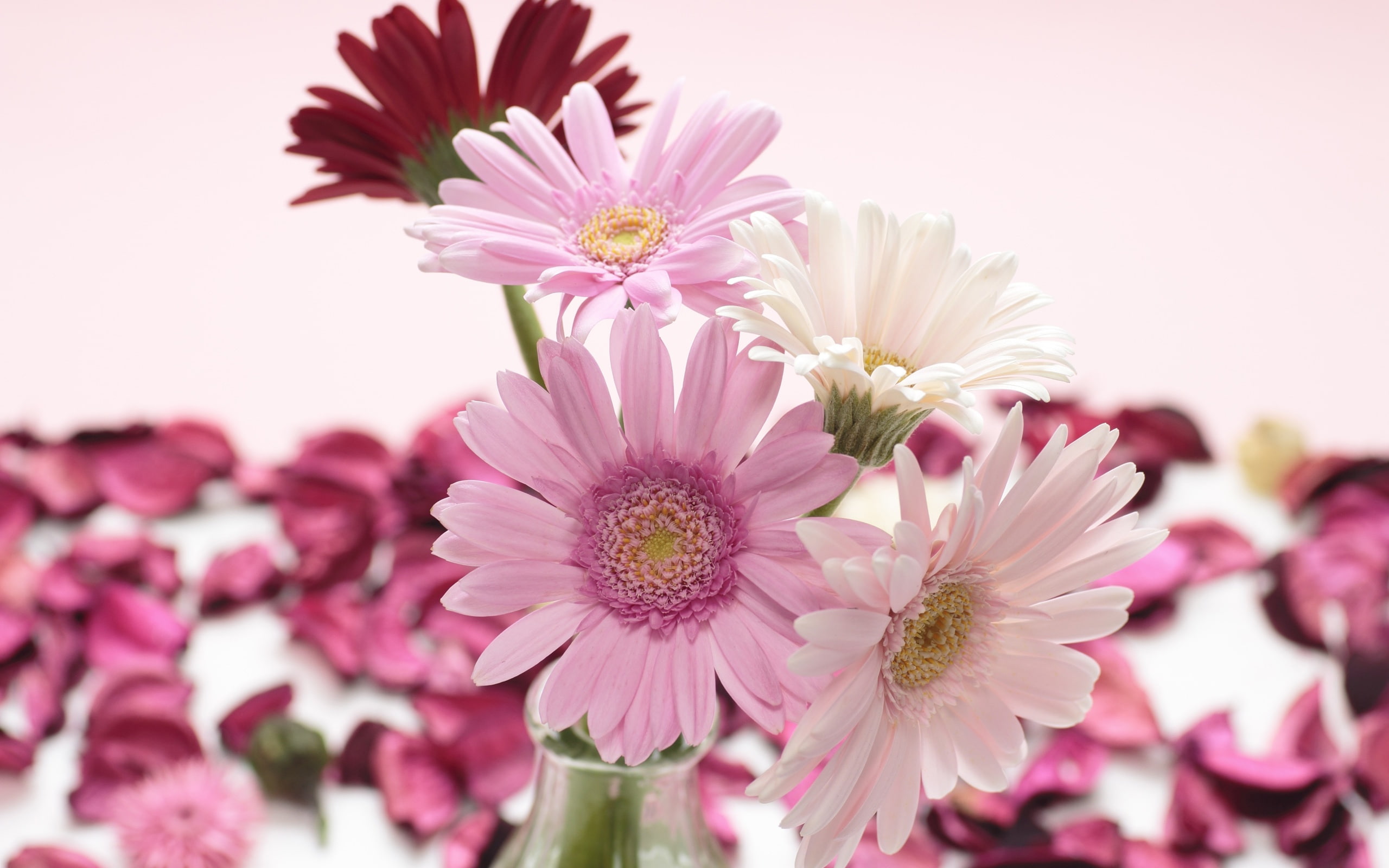 Pink, Gerbera, 2K, White, Red, close, Flowers, HD Wallpaper