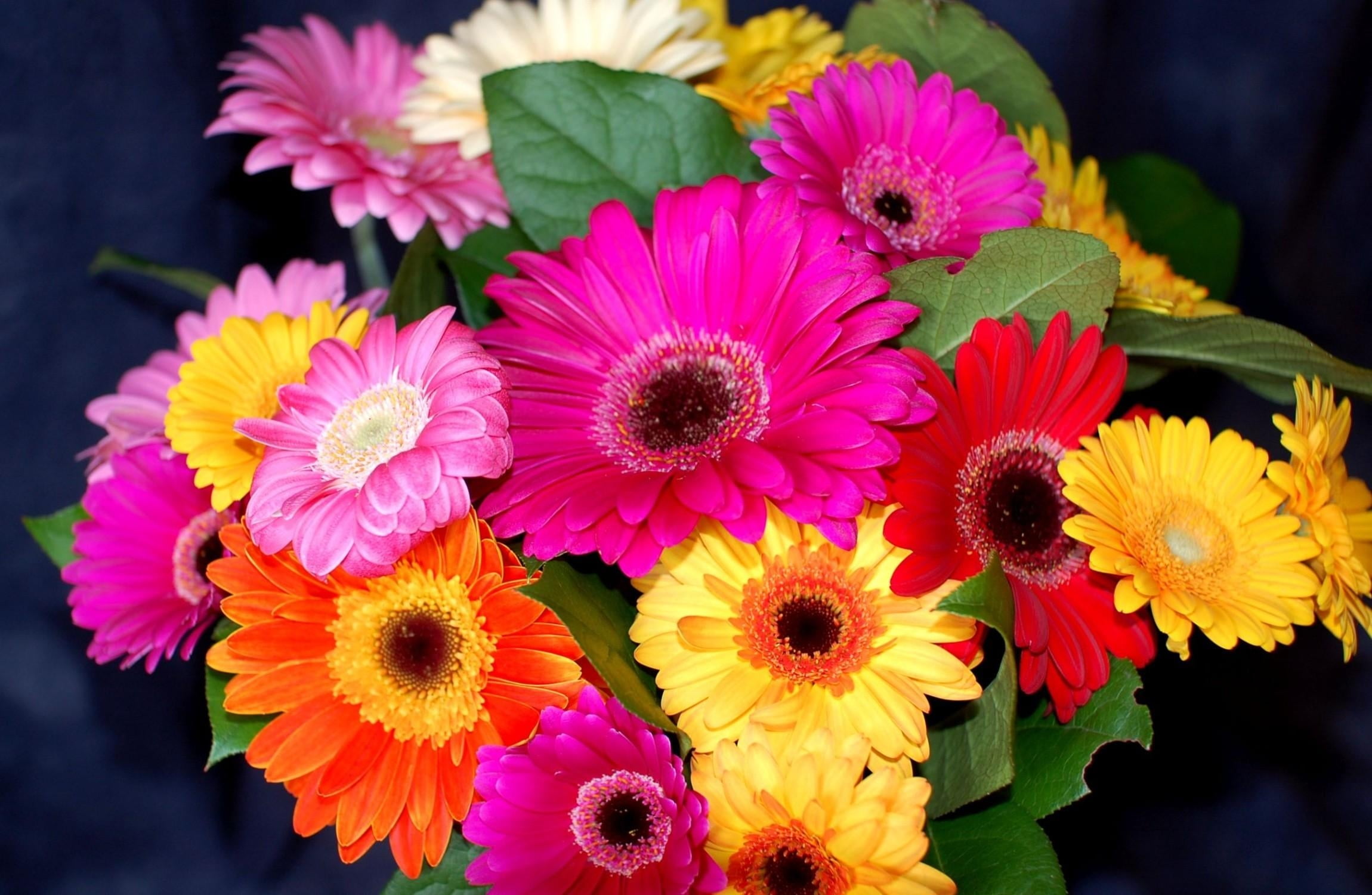 1080P, sunflower, inflorescence, close-up, growth, leaf, pollen, orange Color, colors, daisy, gift, colorful, season, bouquet, yellow, flowering plant, HD Wallpaper