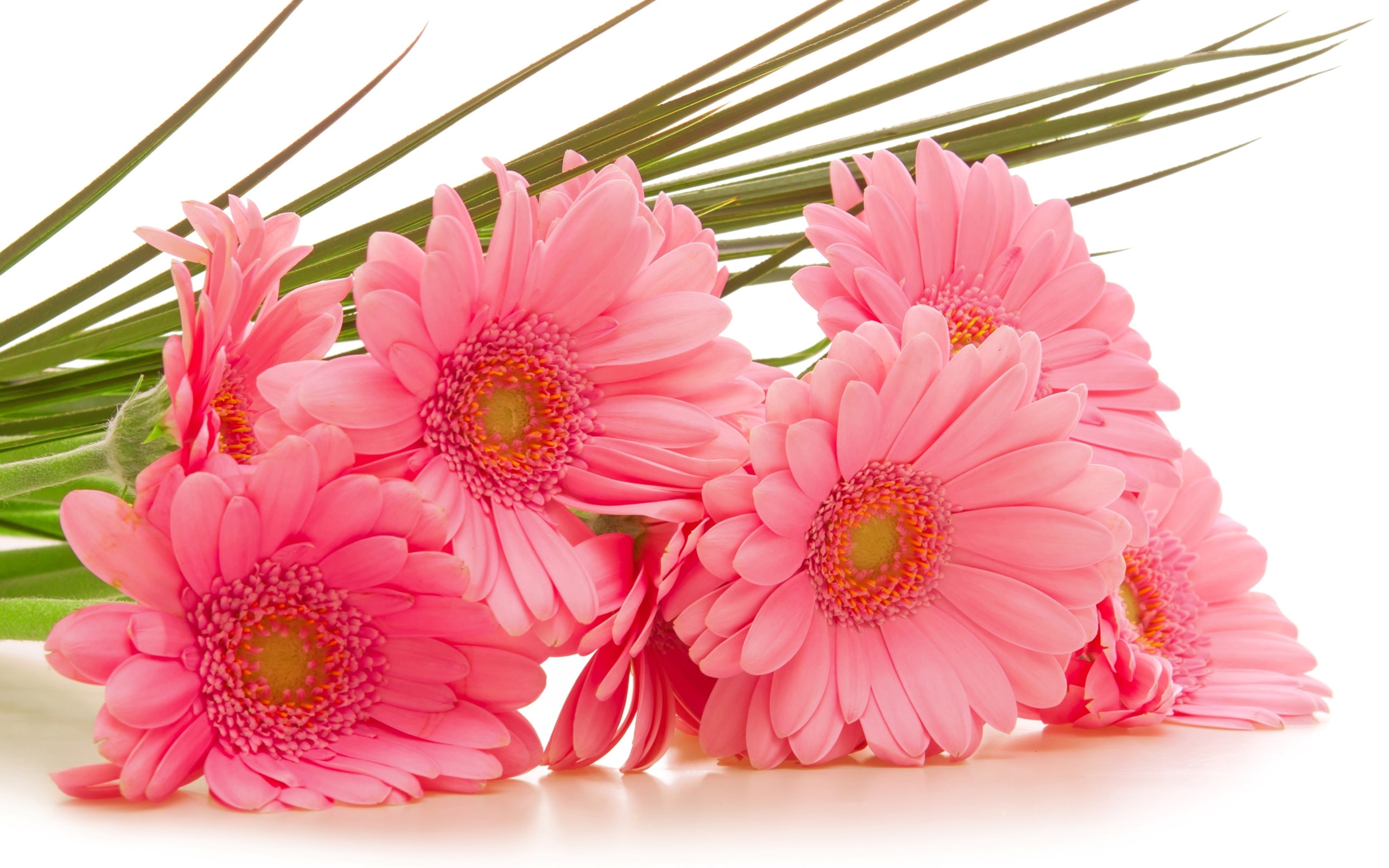 2K, Gerbera, Flowers, Pink, HD Wallpaper