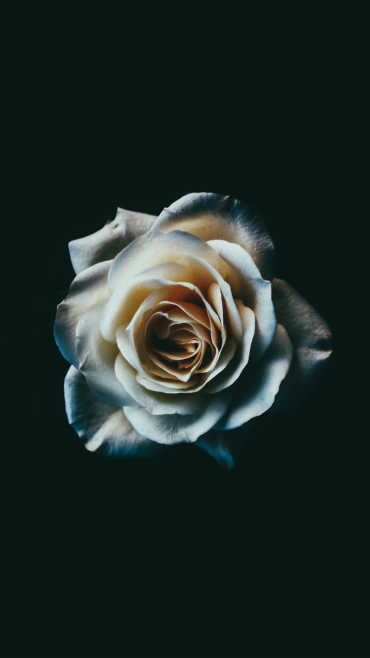 rose, portrait display, vertical, 1080P, Phone HD Wallpaper
