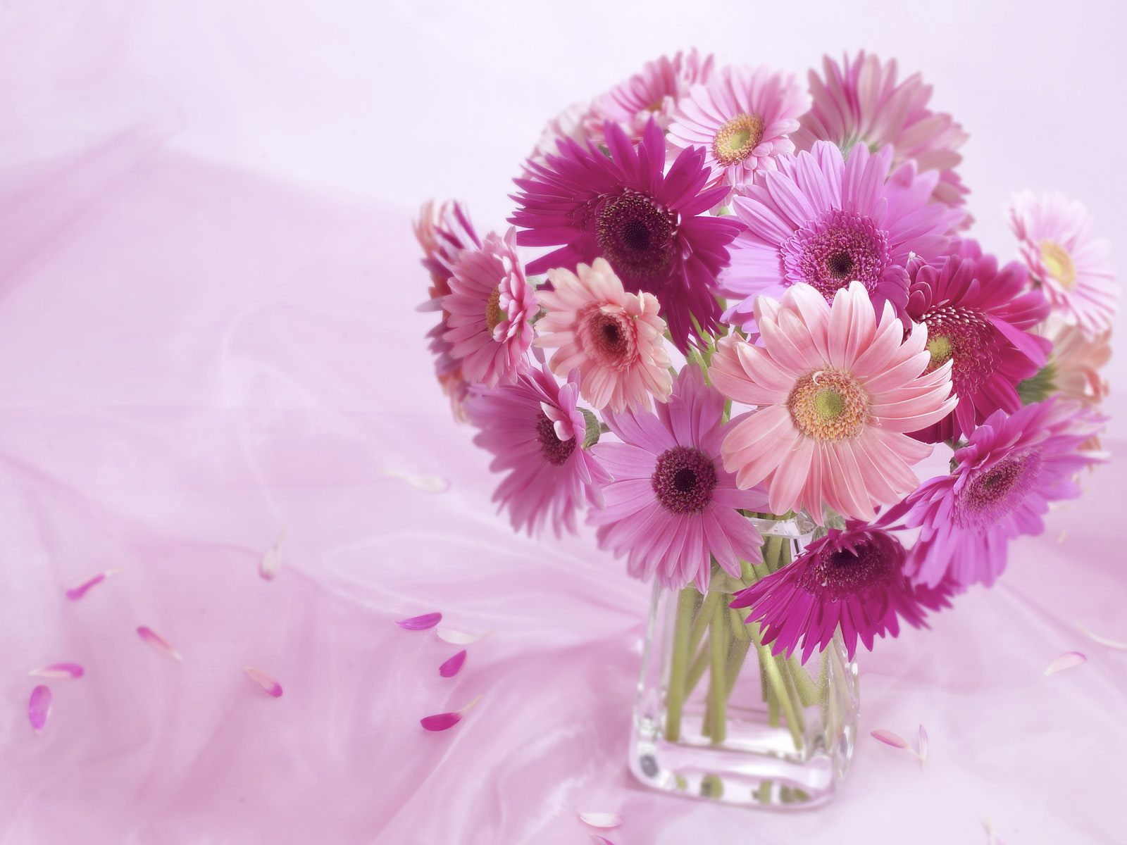 gerbera, daisy, 720P, arrangement, HD Wallpaper