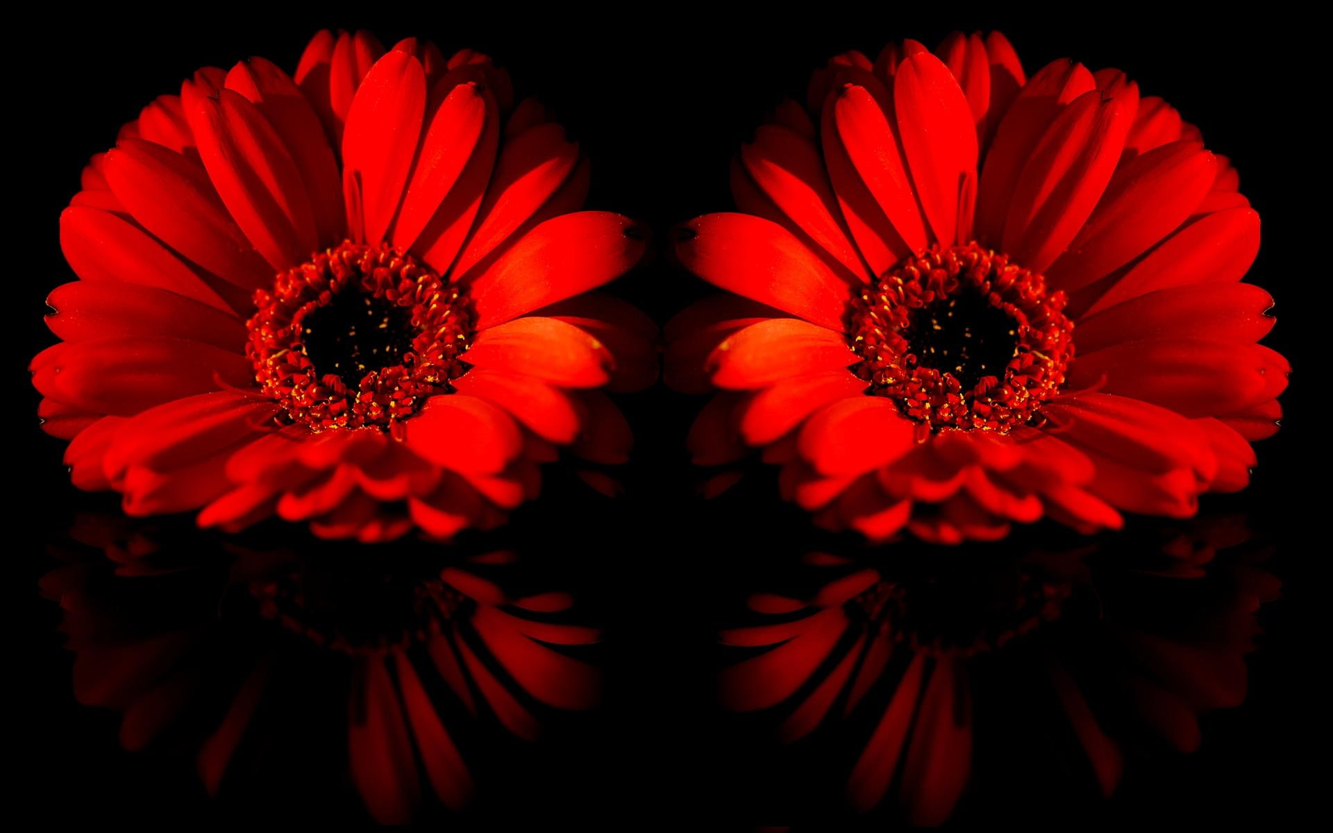 blossoms, red, 1080P, flowers, gerbera, nature and landscapes, daisies, reflection, HD Wallpaper