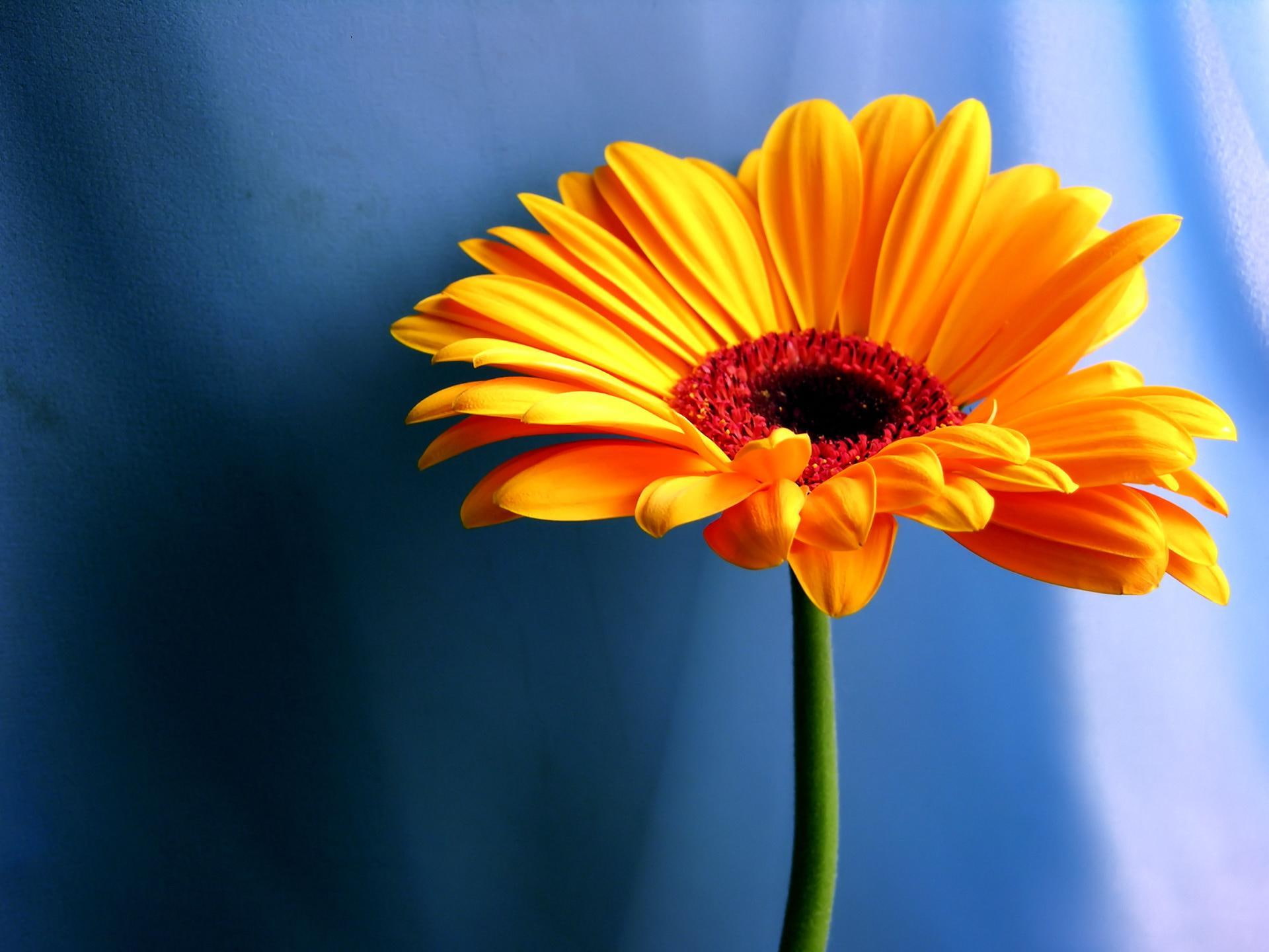 gerbera, orange, 1080P, orange gerbera daisy -s by fatibytyqi, 3d and abstract, HD Wallpaper