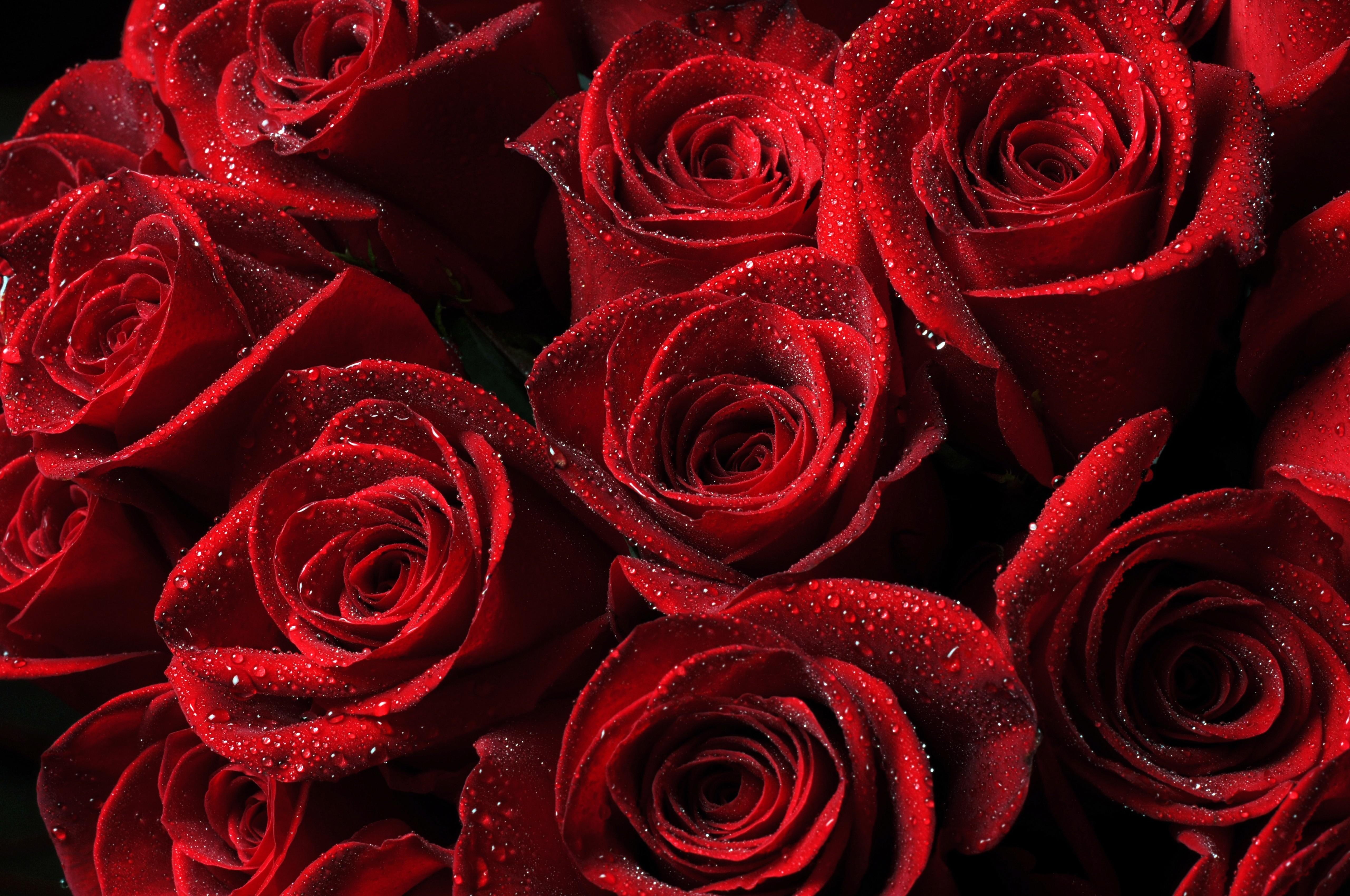 5K, red, roses, petals, drops, HD Wallpaper
