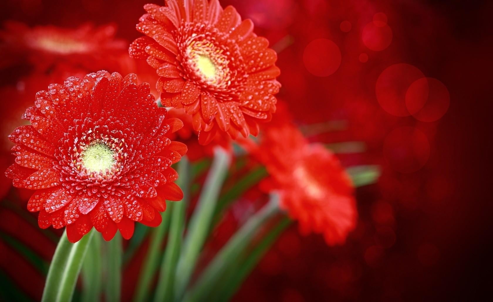springtime, macro, backgrounds, vulnerability, focus on foreground, yellow, petal, outdoors, freshness, red, daisy, green Color, multi Colored, fragility, HD Wallpaper