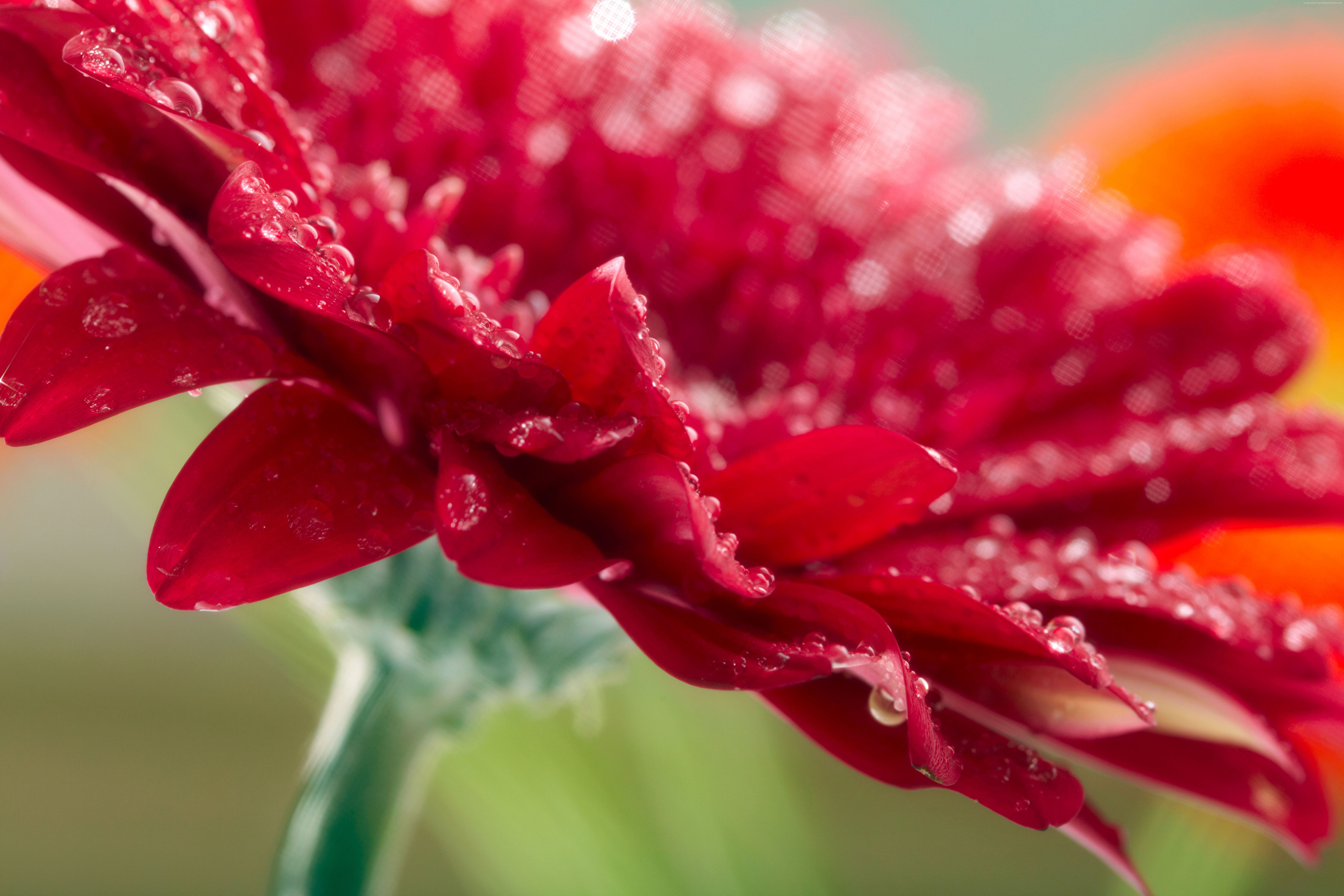 drops, red, 8k, 5k, dew, 8K, Gerbera, 4k, HD Wallpaper