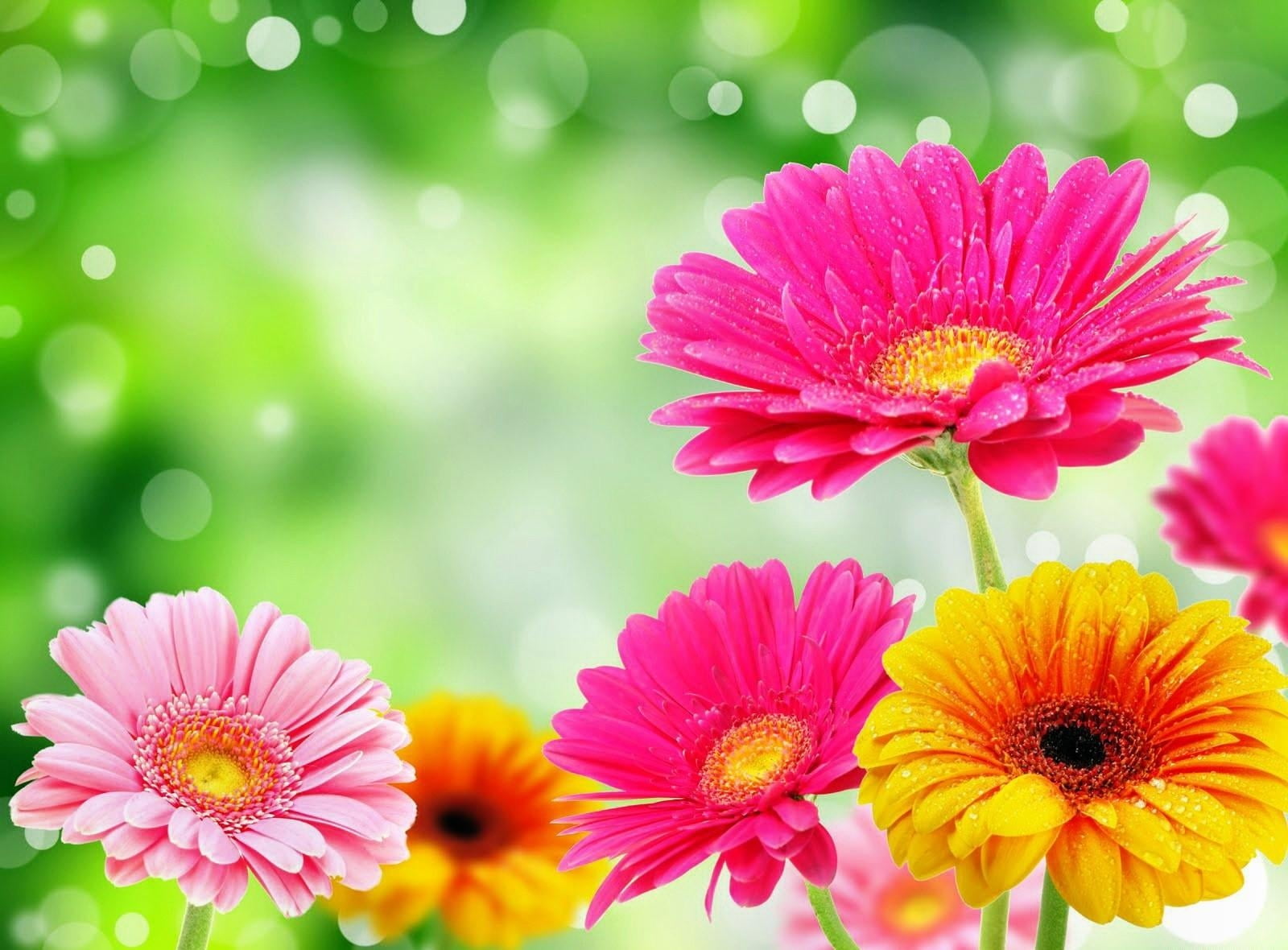 720P, vulnerability, decoration, pink Color, growth, fragility, blossom, outdoors, glare, pollen, colorful, flower, background, yellow, petal, close-up, HD Wallpaper