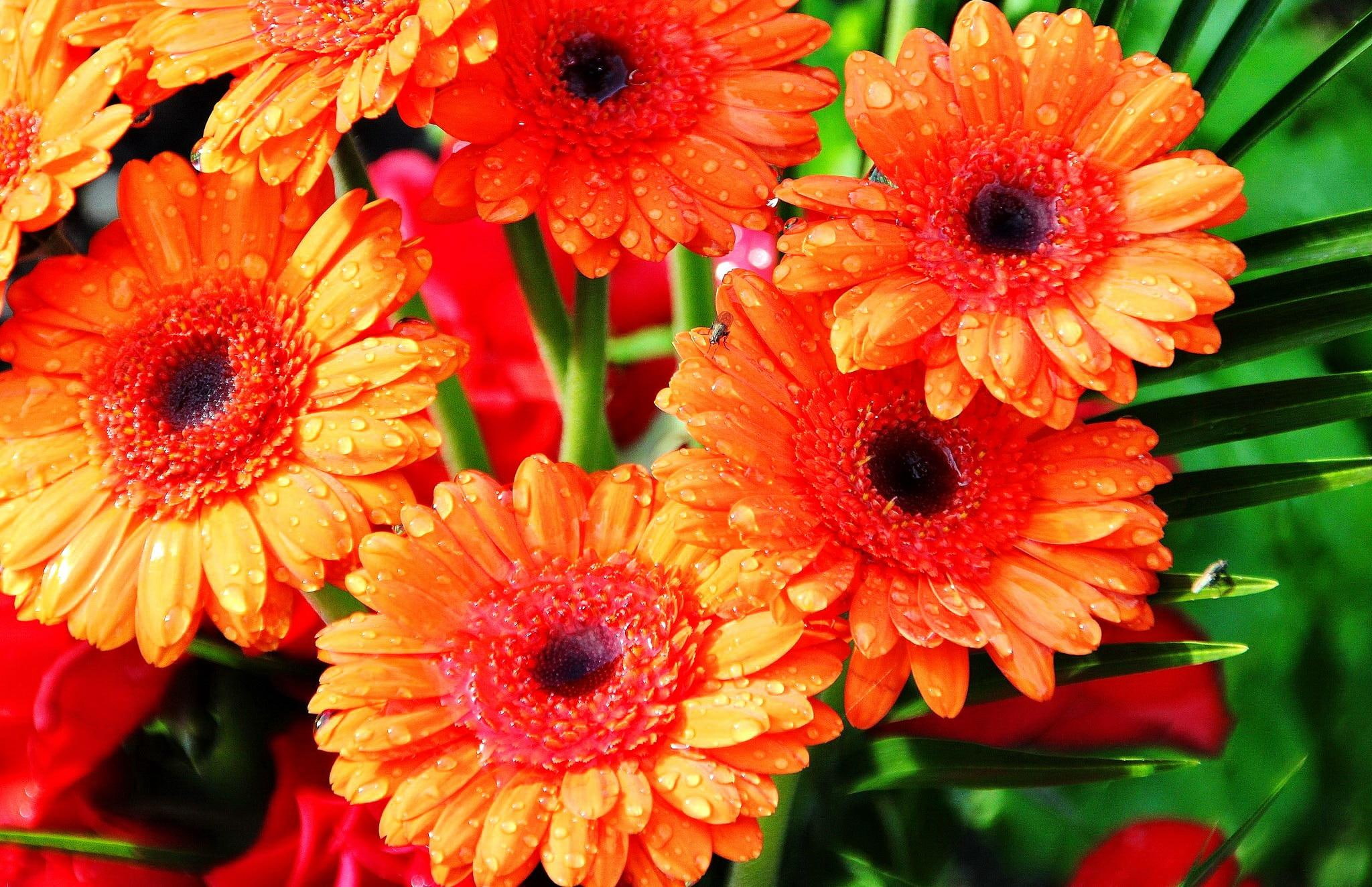 beautiful, pretty, gerbera, gerberas, orange, nature, nice, lovely, 1080P, leaves, flowers, petals, HD Wallpaper