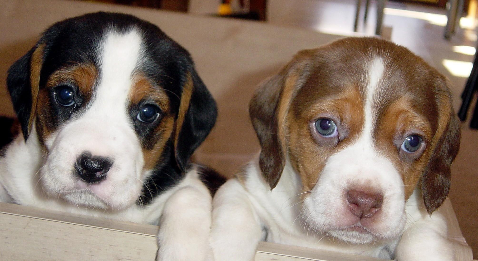 1080P, animals, beagle, HD Wallpaper