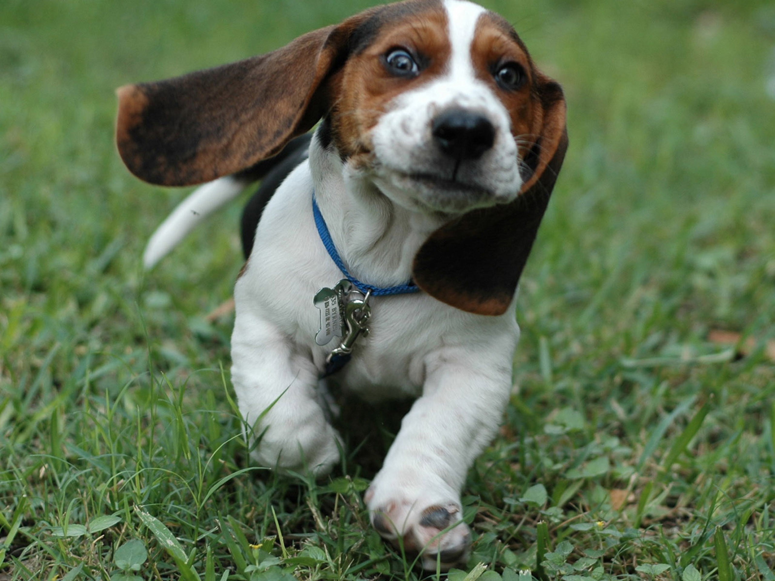 beagle, 2K, HD Wallpaper