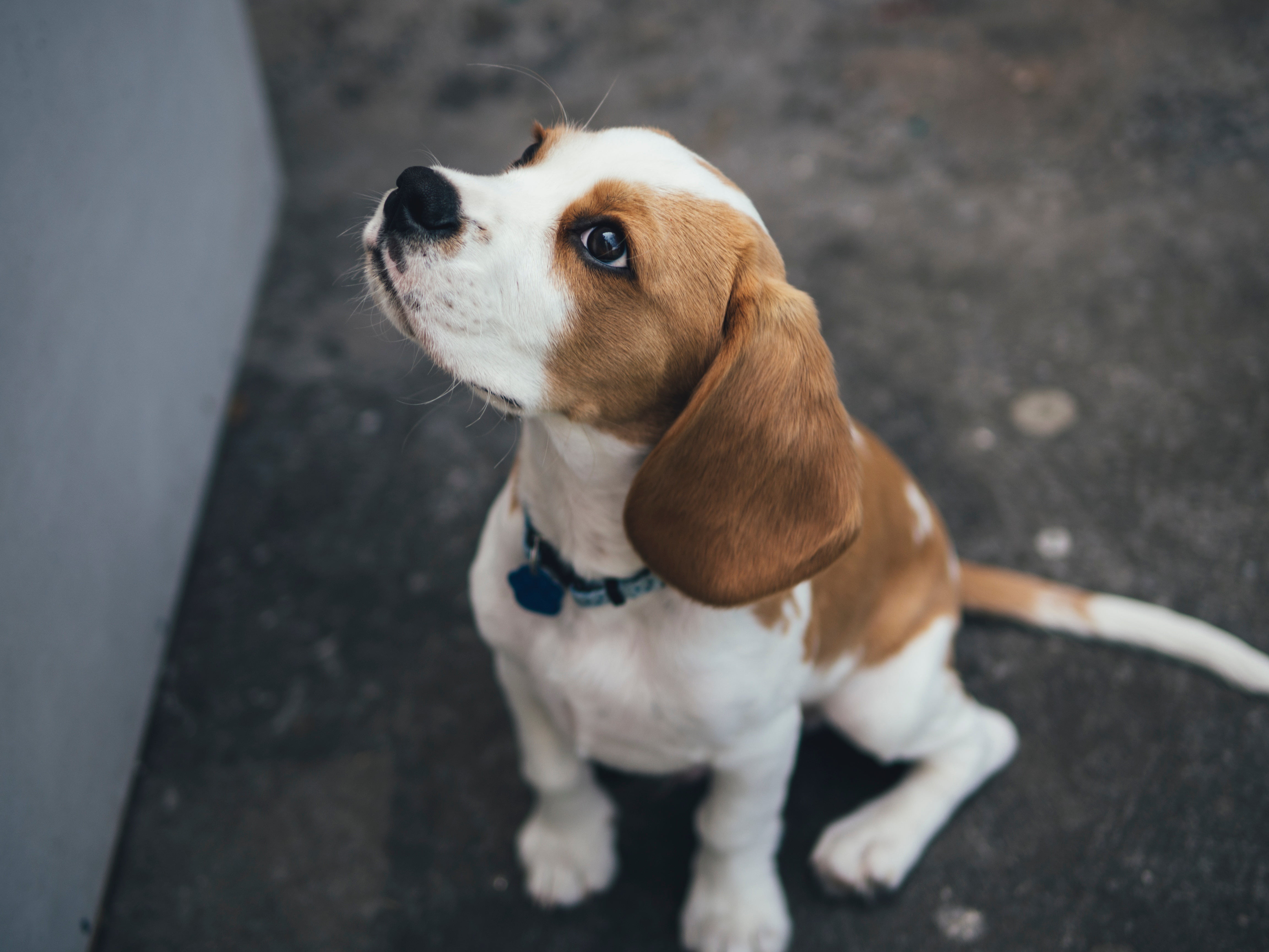 beagle, 4K, dog, sitting, HD Wallpaper