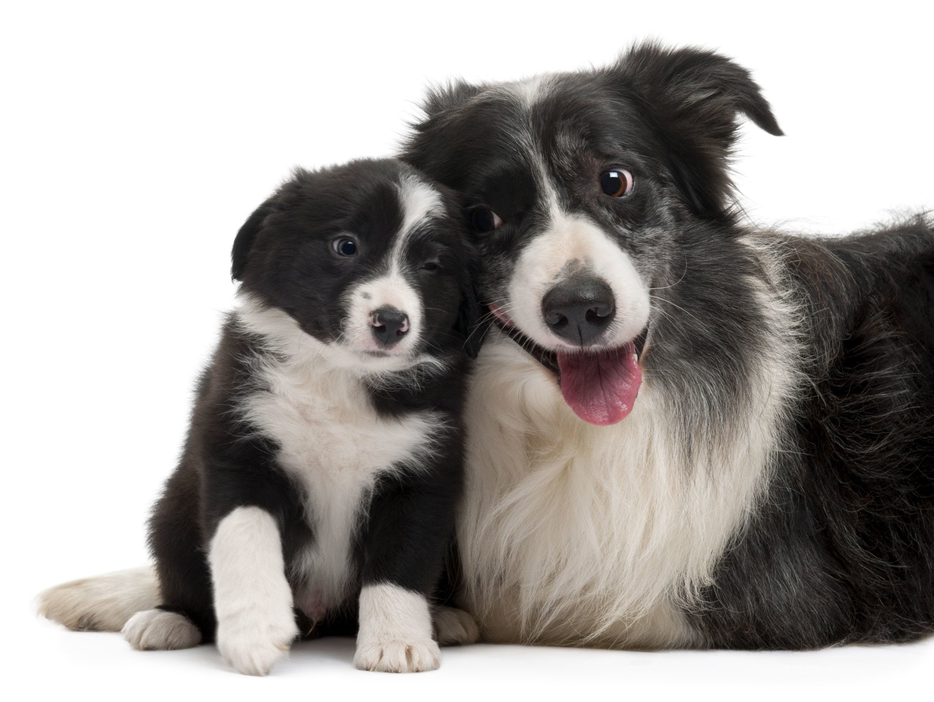 1080P, Dogs, Border Collie, Dog, Puppy, HD Wallpaper