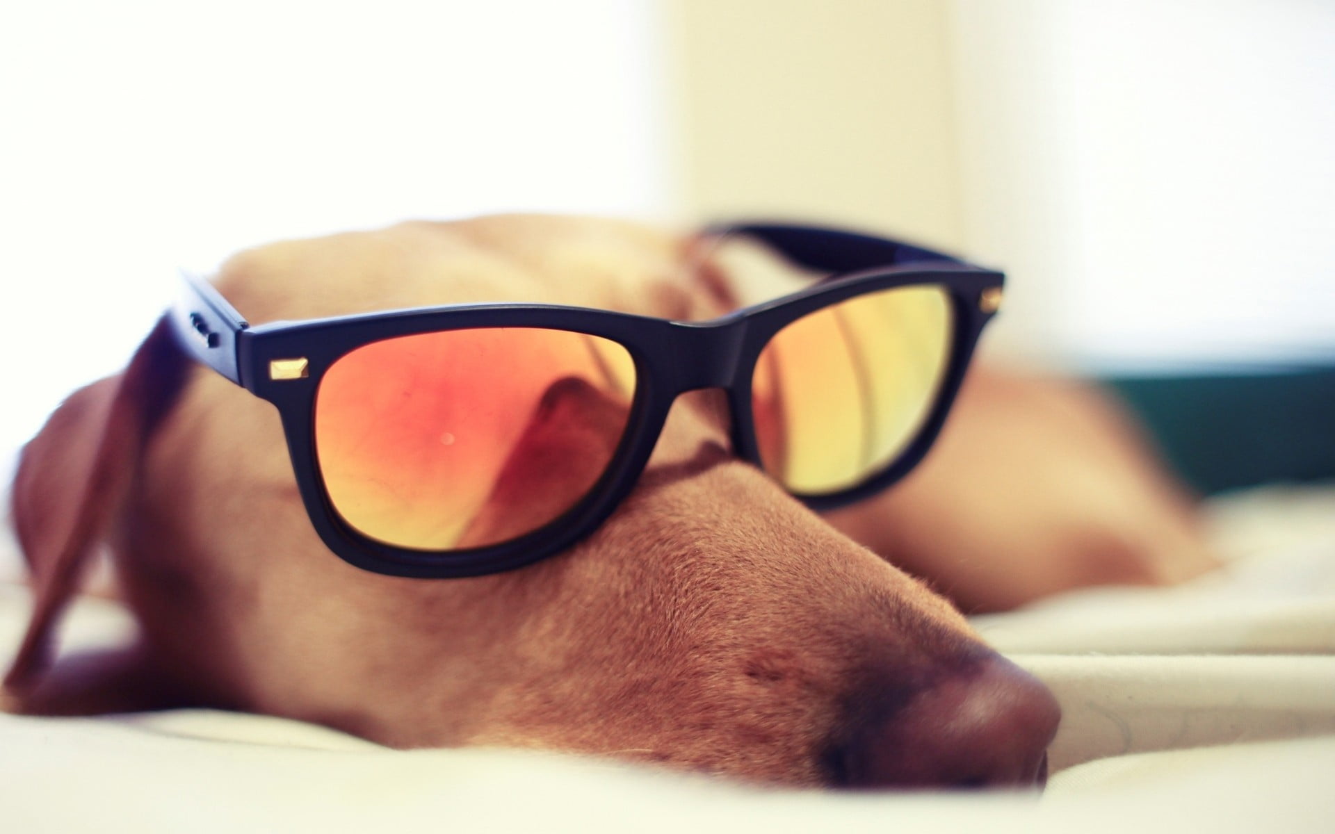 selective focus, glasses, animals, lying down, sunglasses, dog, brown, eyeglasses, furniture, reflection, close-up, personal accessory, human face, fashion, HD Wallpaper