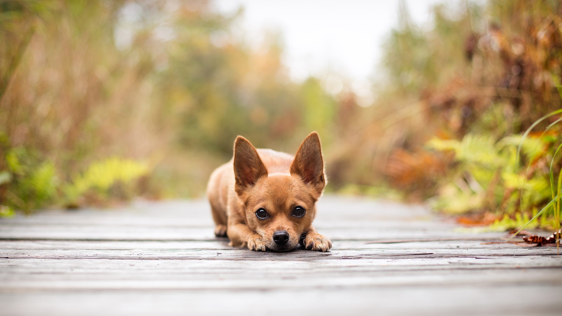 1080P, Look, Eyes, tan, chihuahua, Dog, Front, smooth, HD Wallpaper