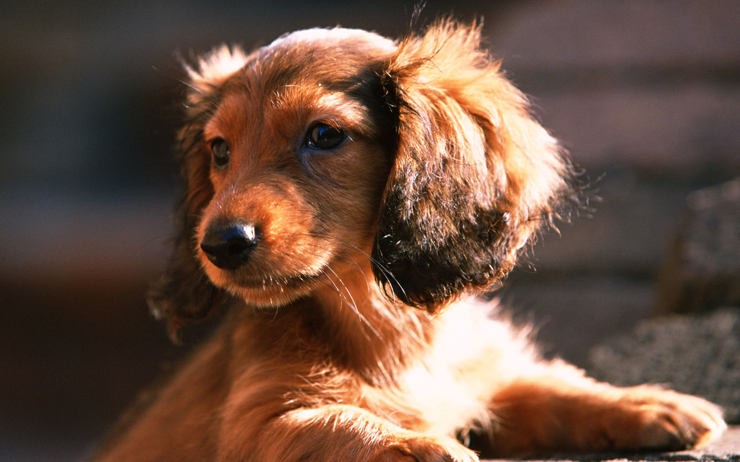 friendship, portrait, brown, 2K, animal Head, one Animal, animal body part, animal themes, mammal, purebred Dog, domestic Animals, cocker Spaniel, looking away, HD Wallpaper