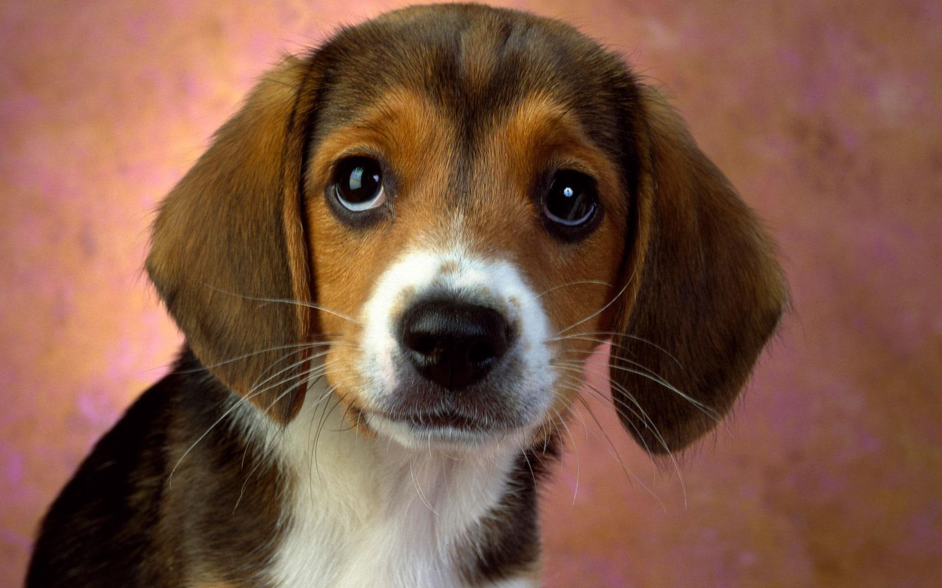 cute animals, beagle, puppy, 1080P, eyes, HD Wallpaper
